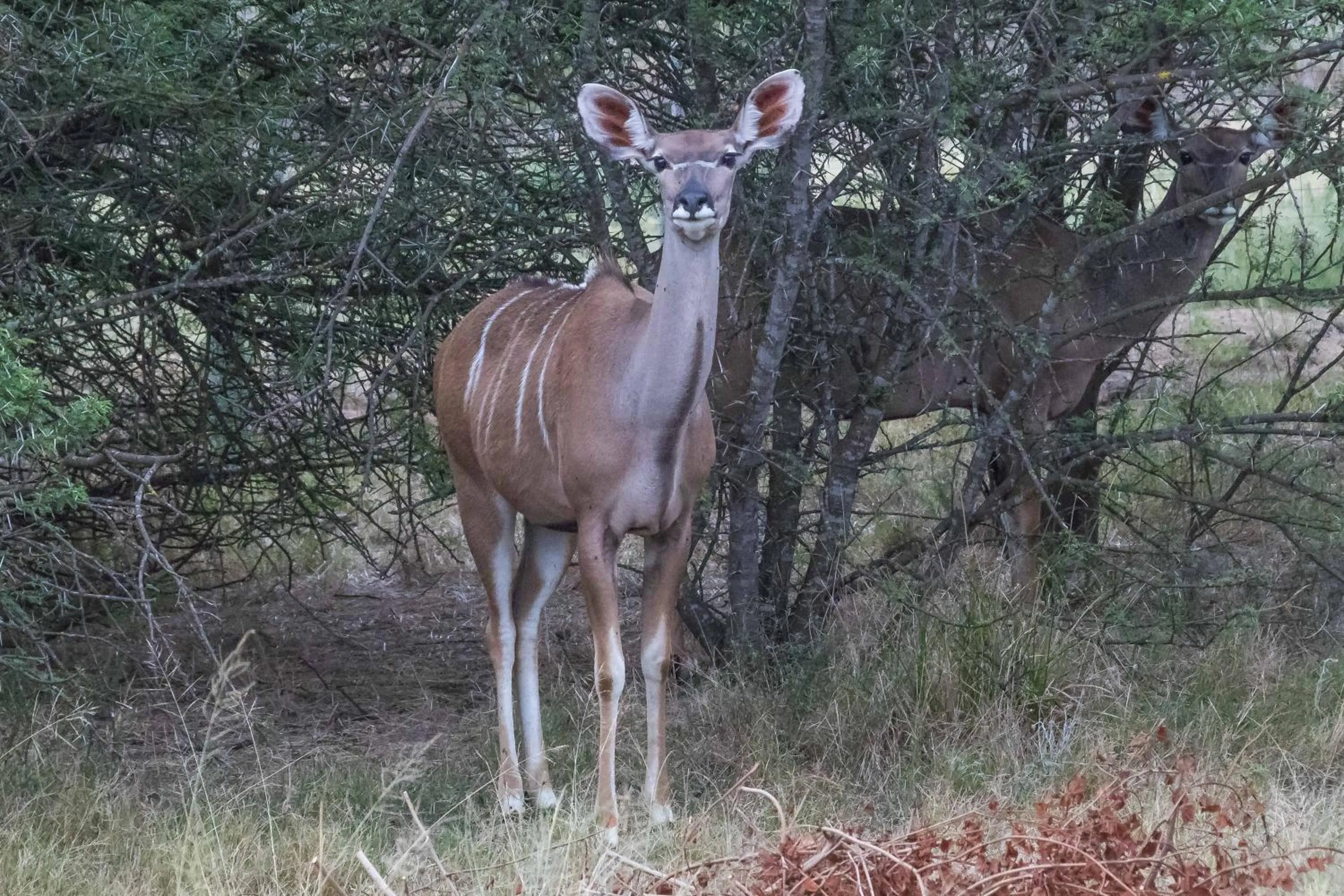 Animals in Kwetu Guest Farm
