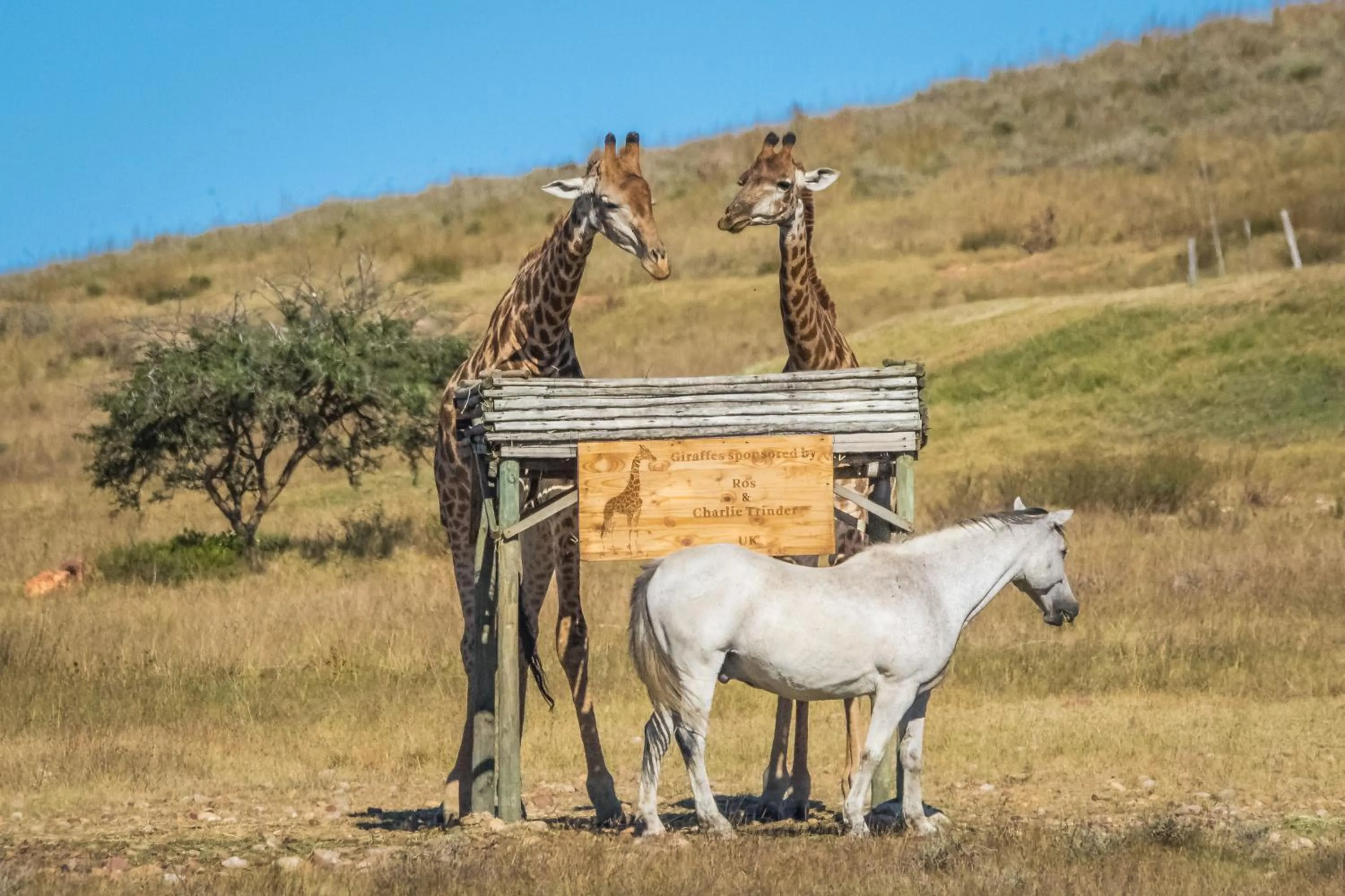Animals in Kwetu Guest Farm