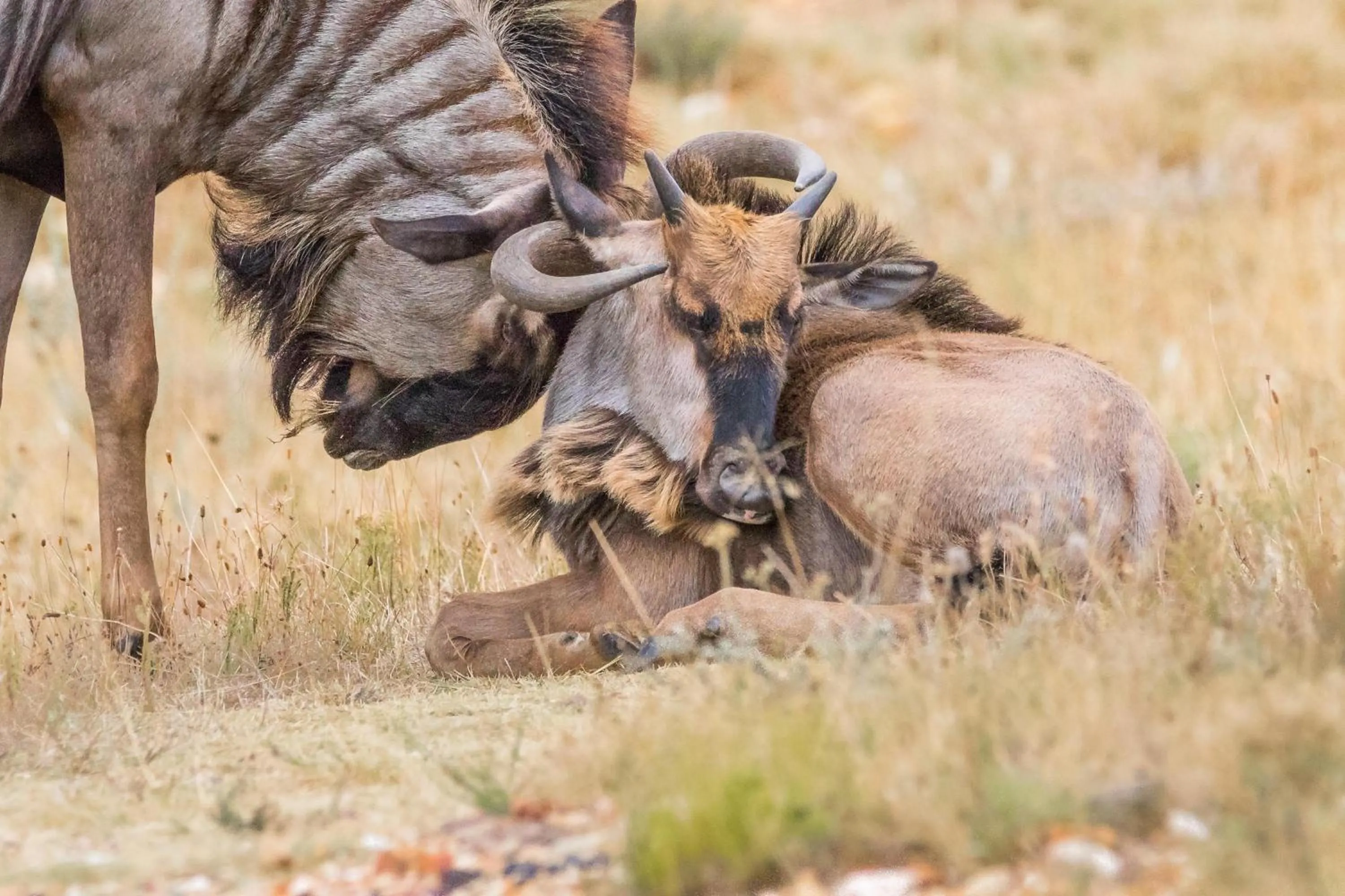 Animals in Kwetu Guest Farm