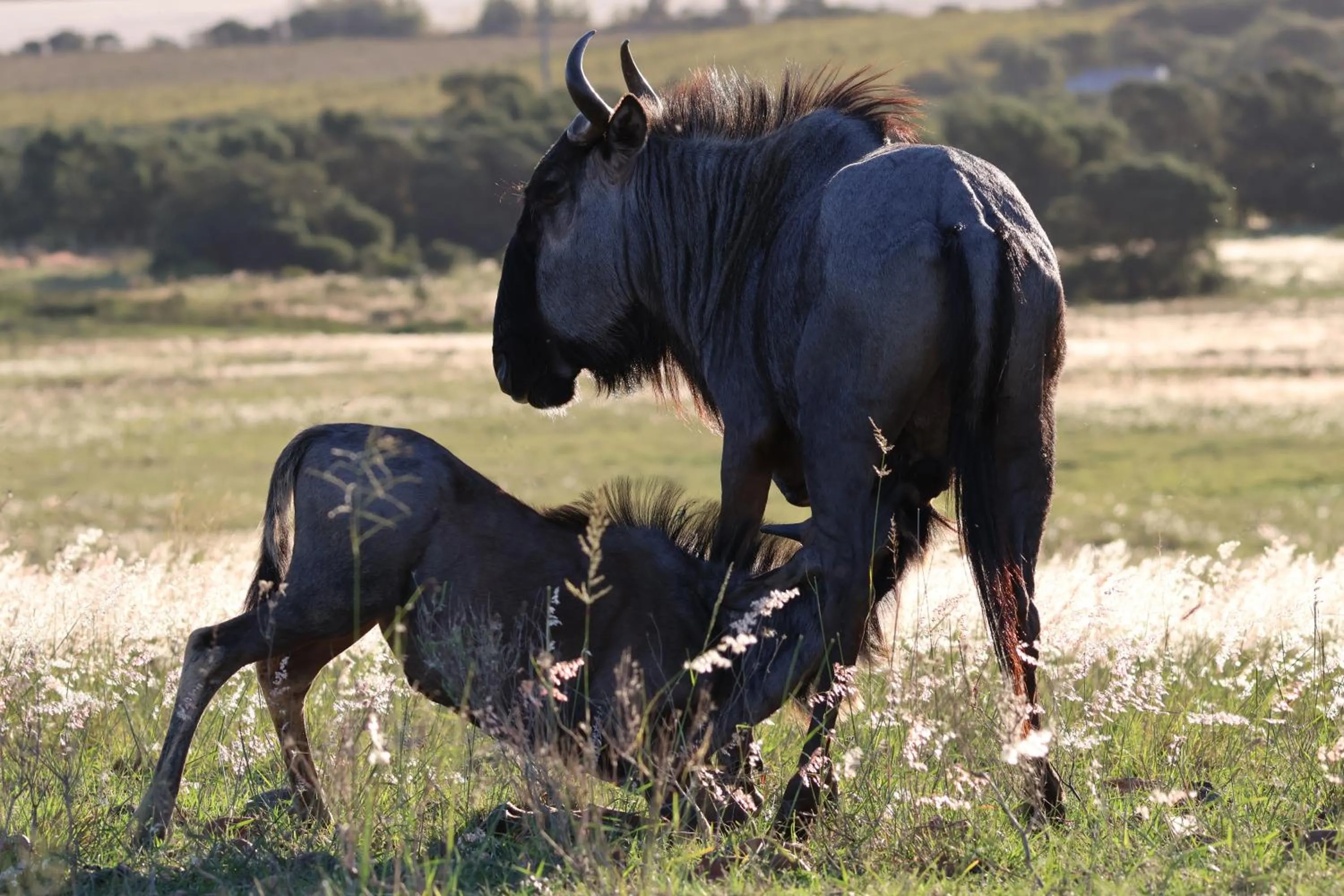Spring in Kwetu Guest Farm