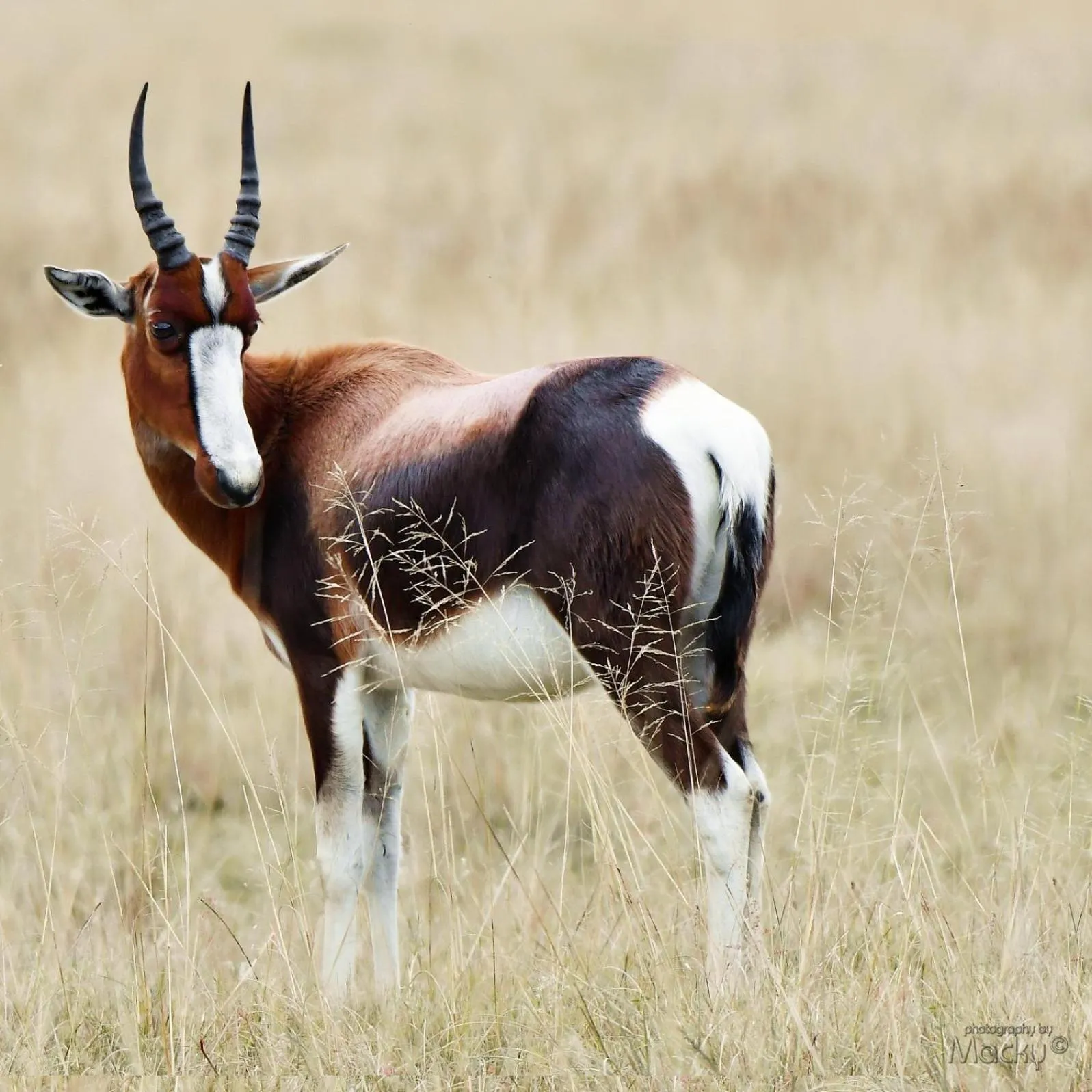 Spring in Kwetu Guest Farm