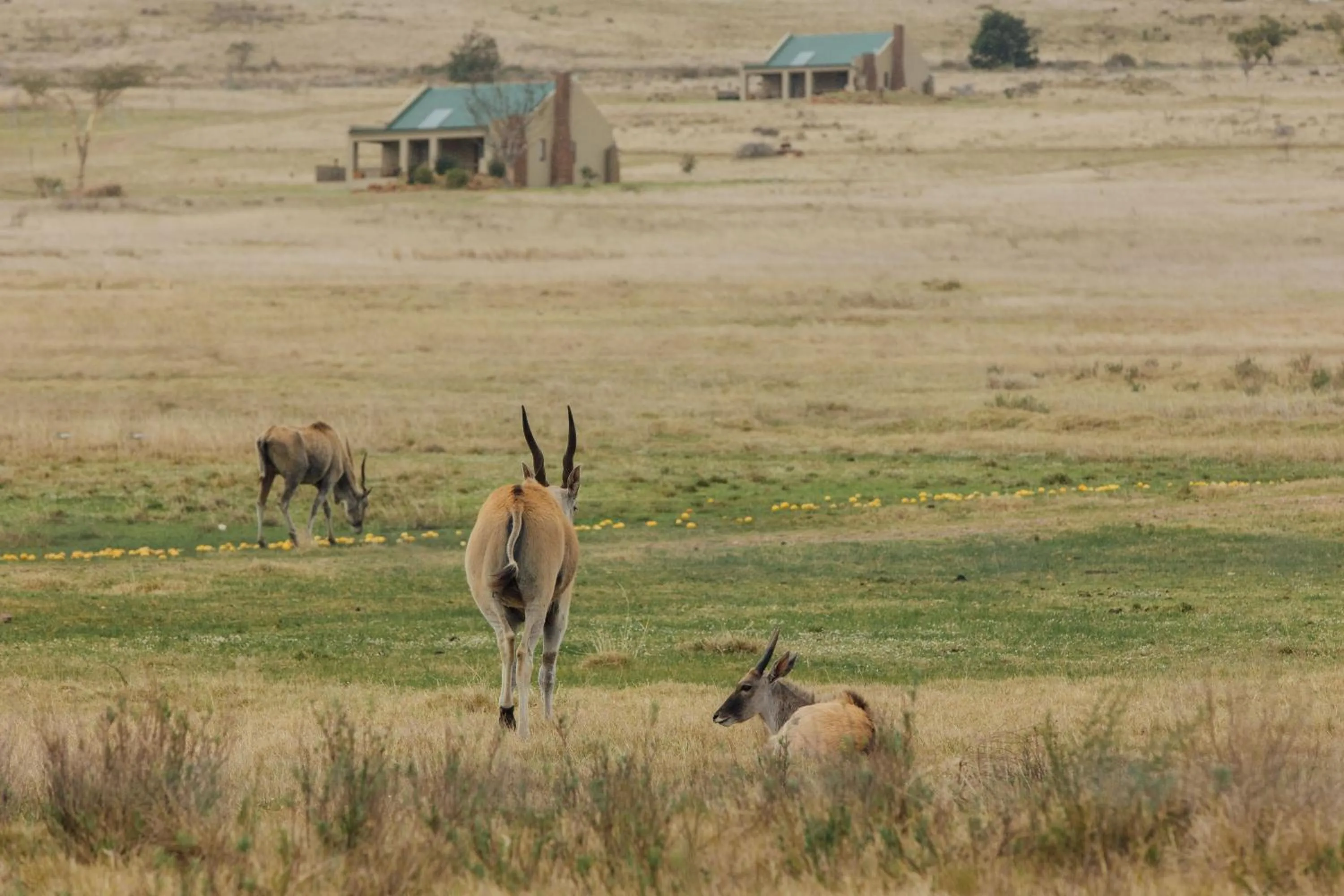 Day in Kwetu Guest Farm