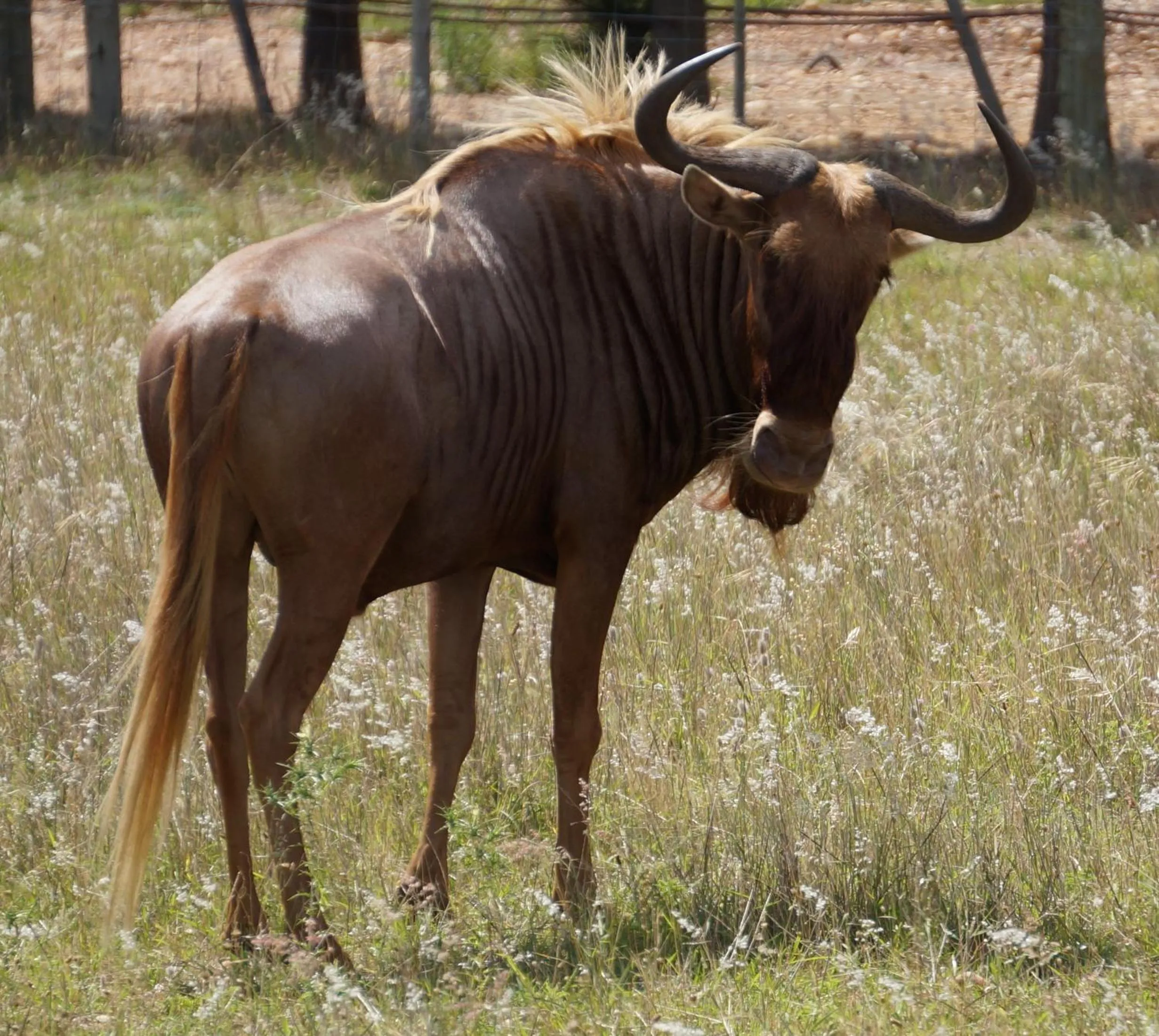 Animals in Kwetu Guest Farm