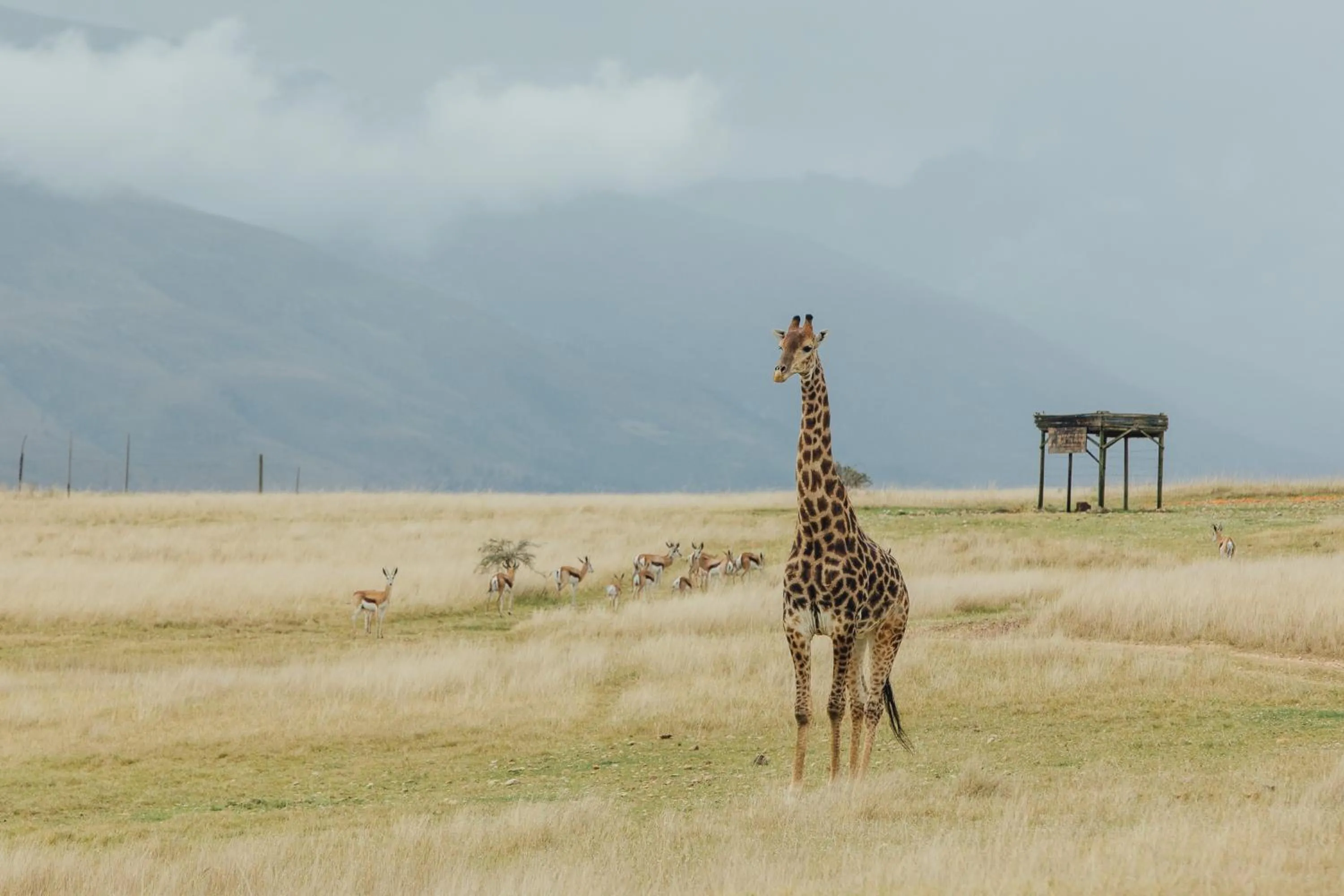 Day in Kwetu Guest Farm