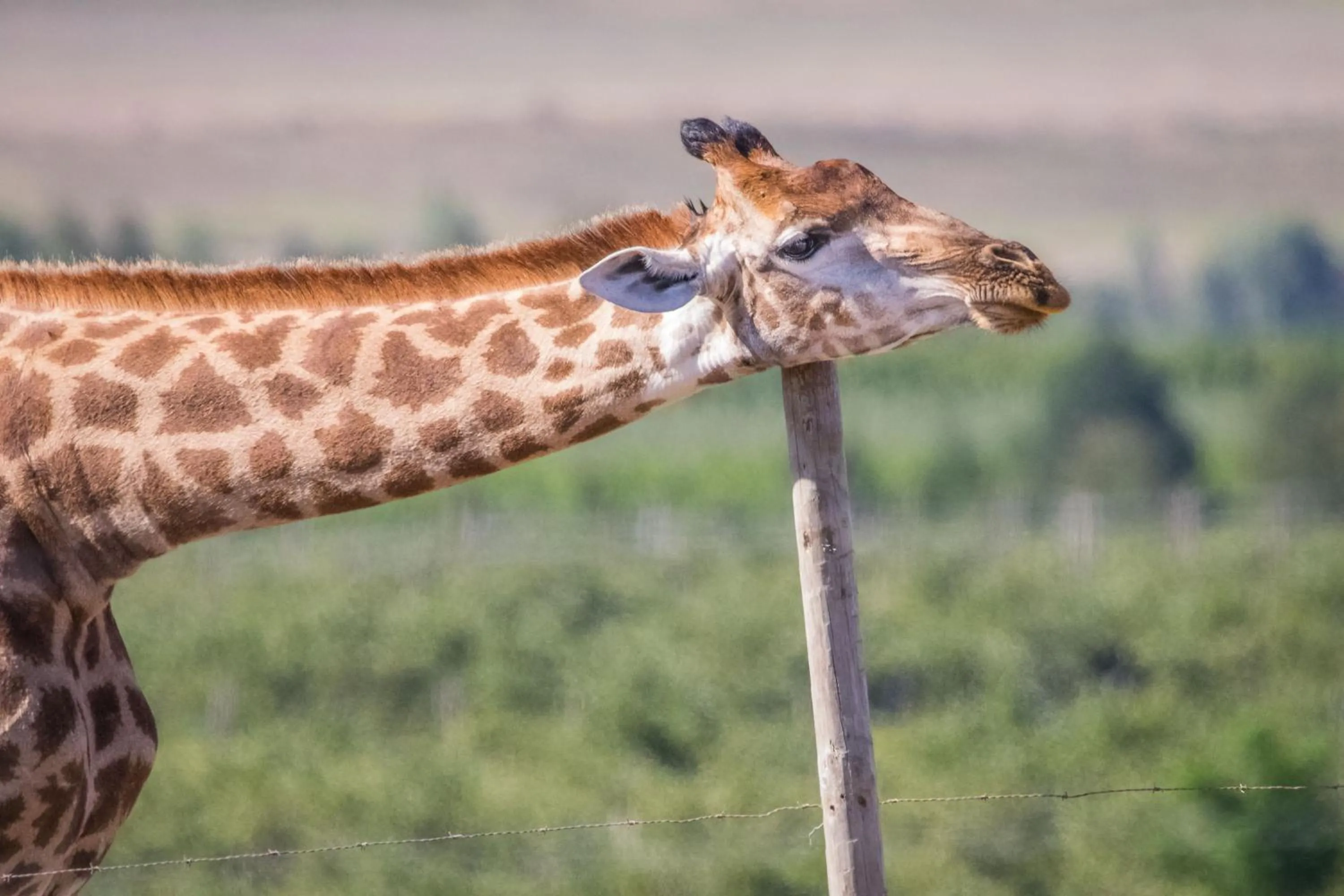 Animals in Kwetu Guest Farm