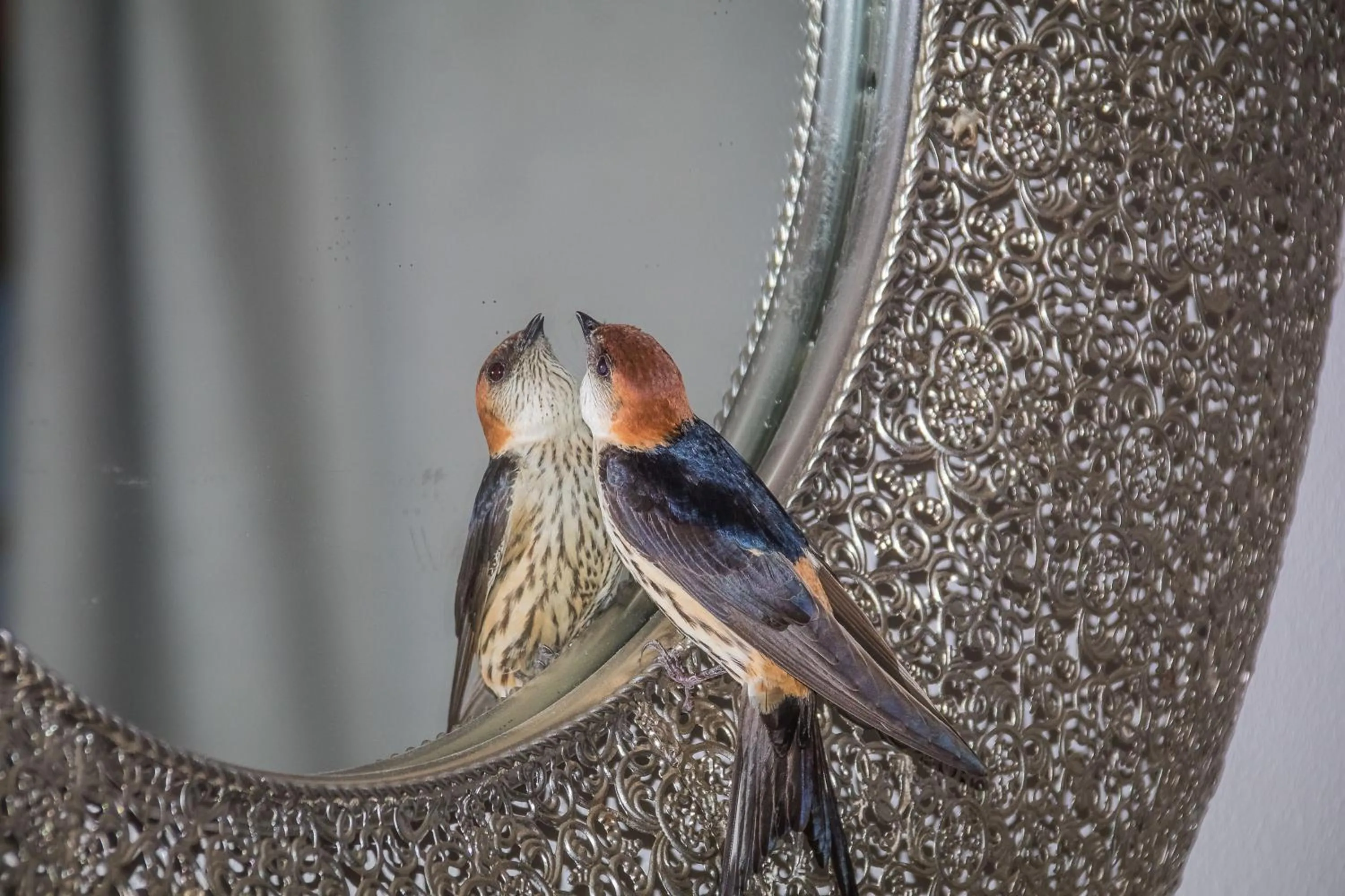 Bird's eye view in Kwetu Guest Farm