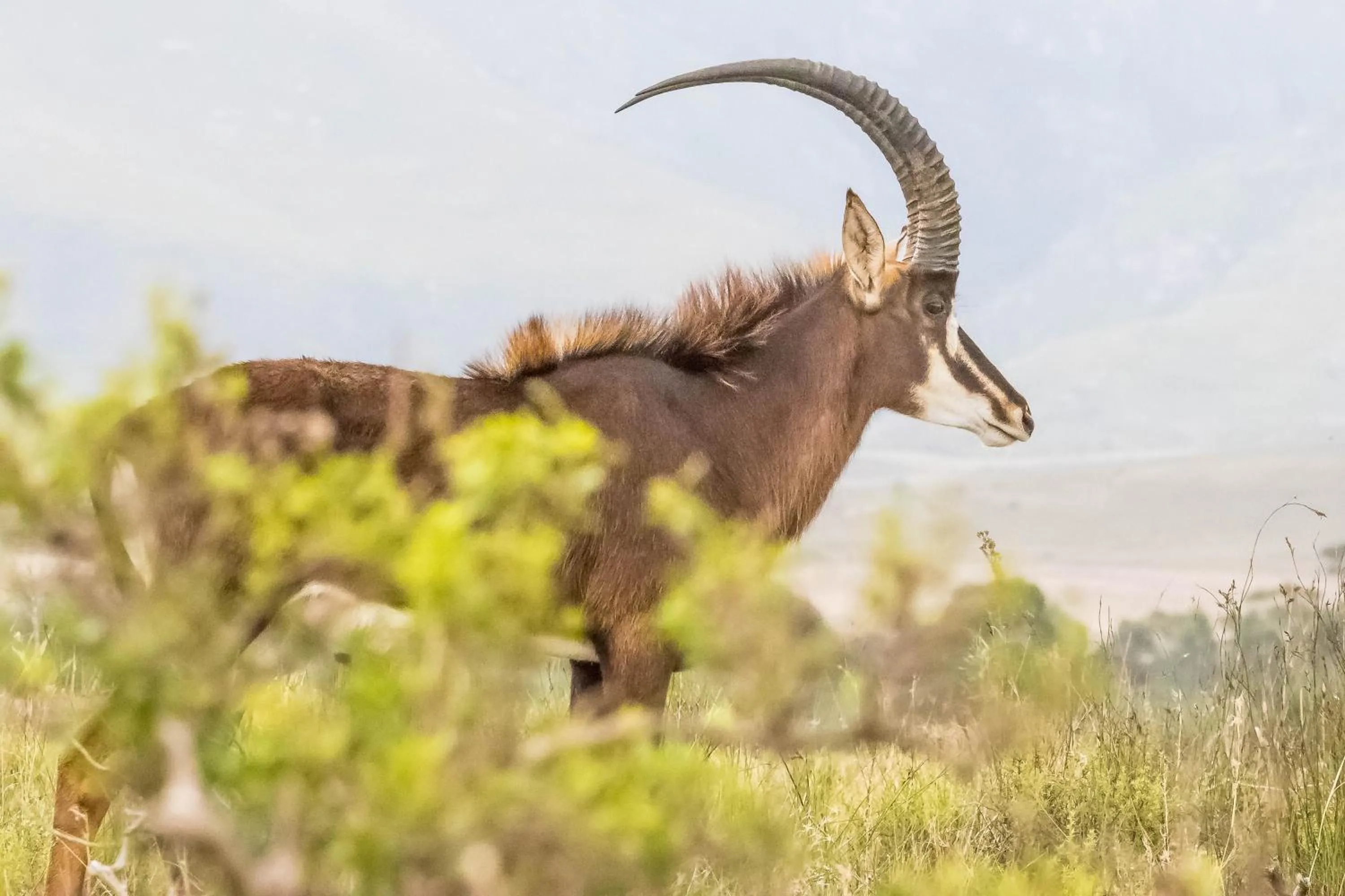 Animals in Kwetu Guest Farm