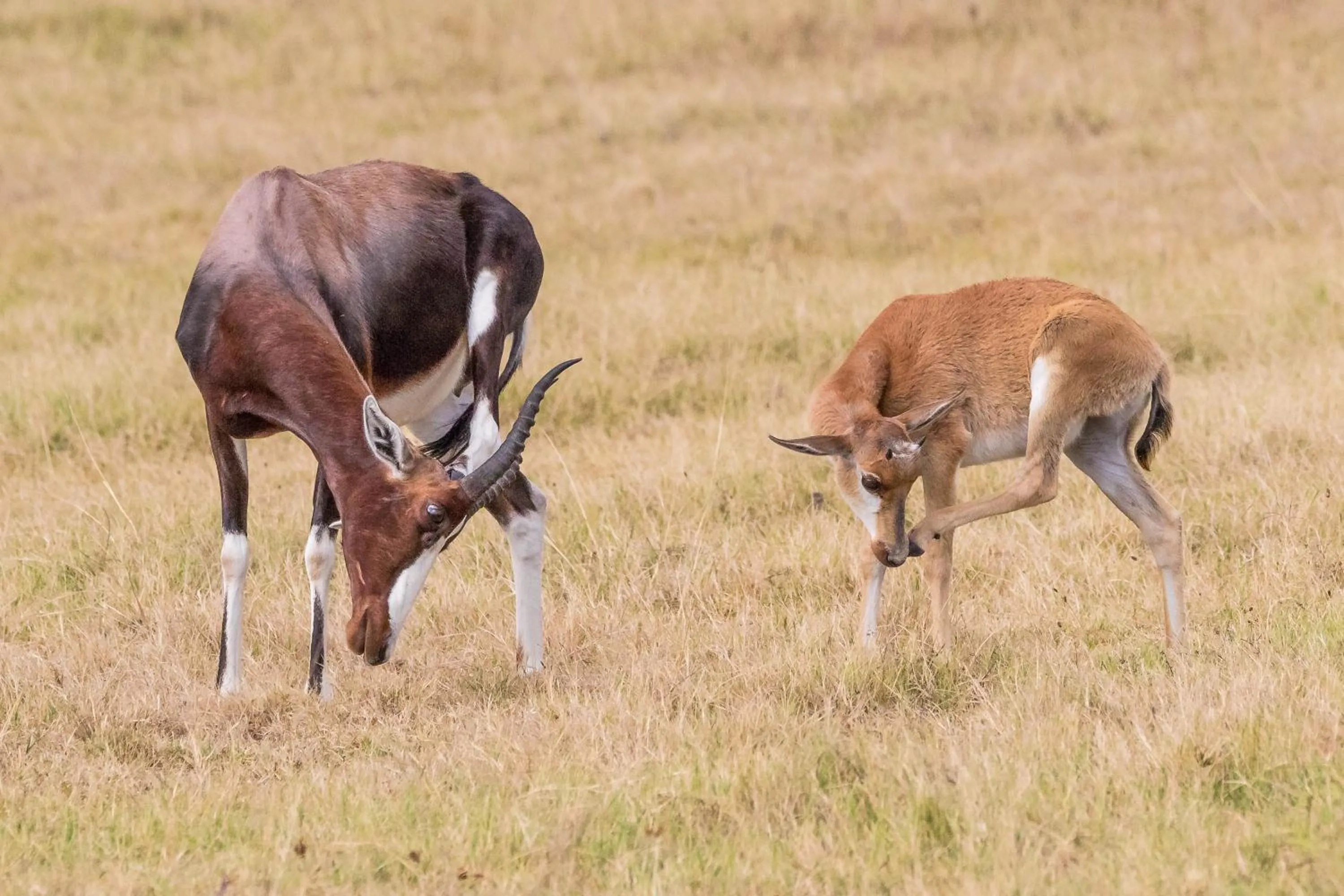 Animals in Kwetu Guest Farm