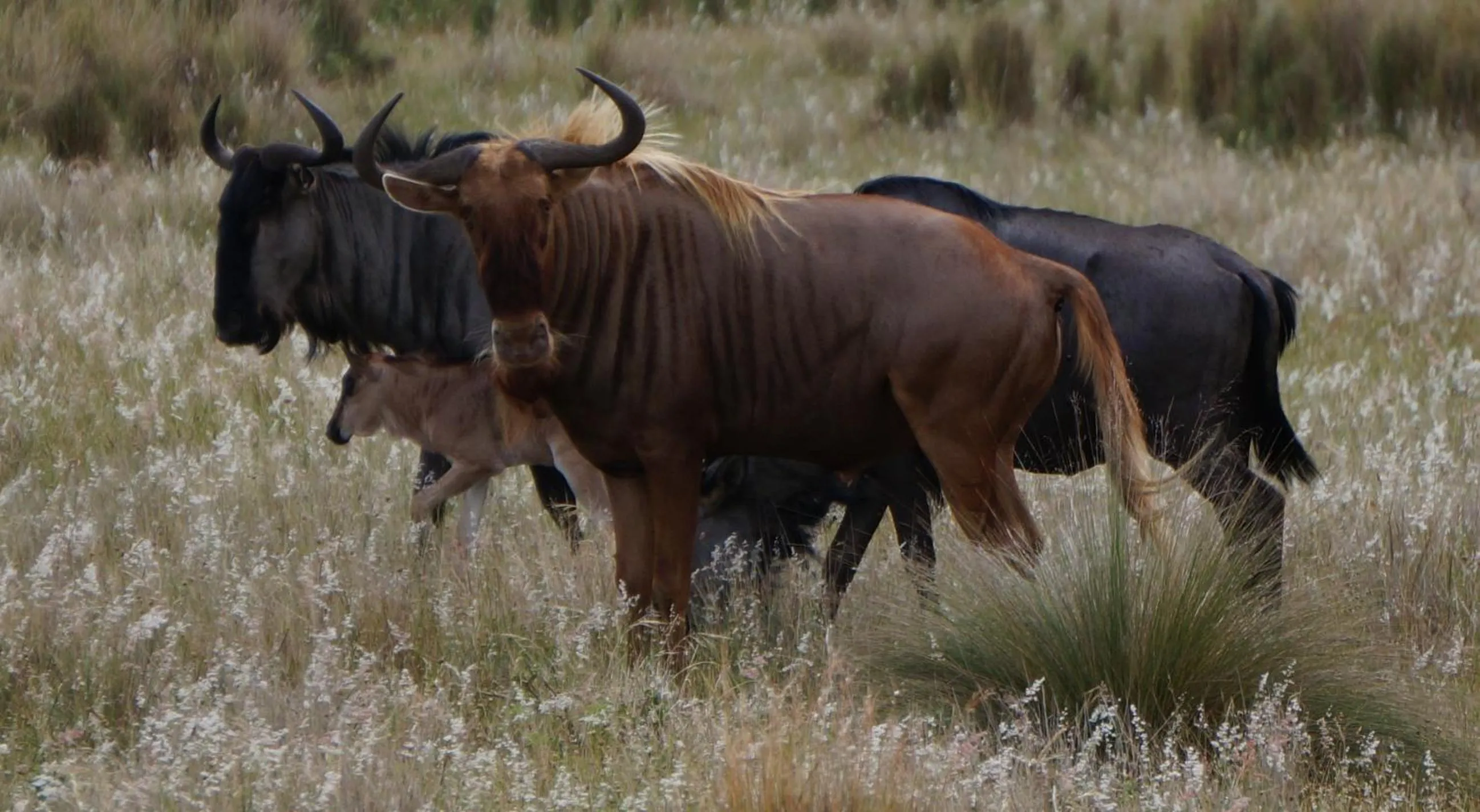 Animals in Kwetu Guest Farm