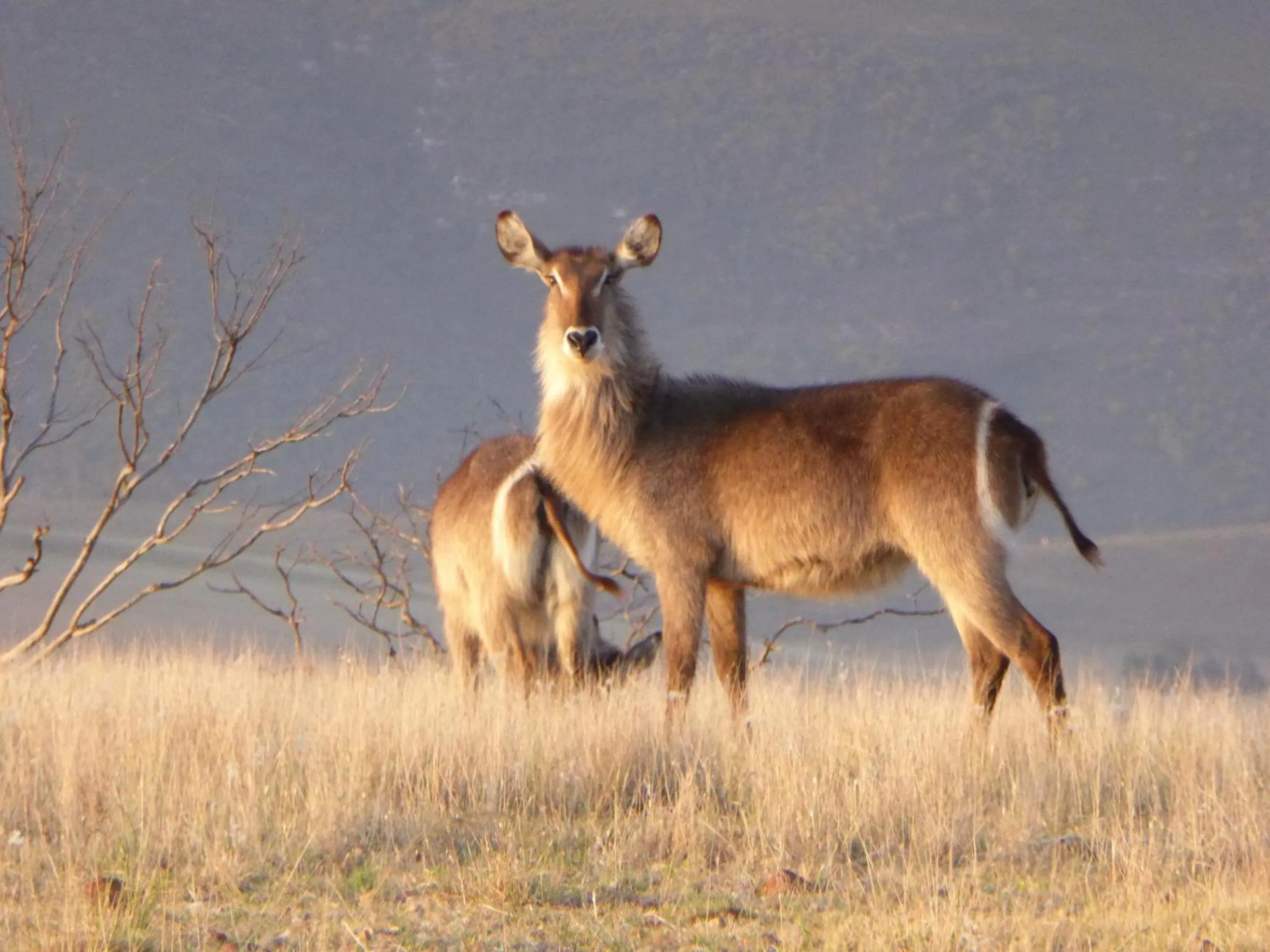 Animals in Kwetu Guest Farm