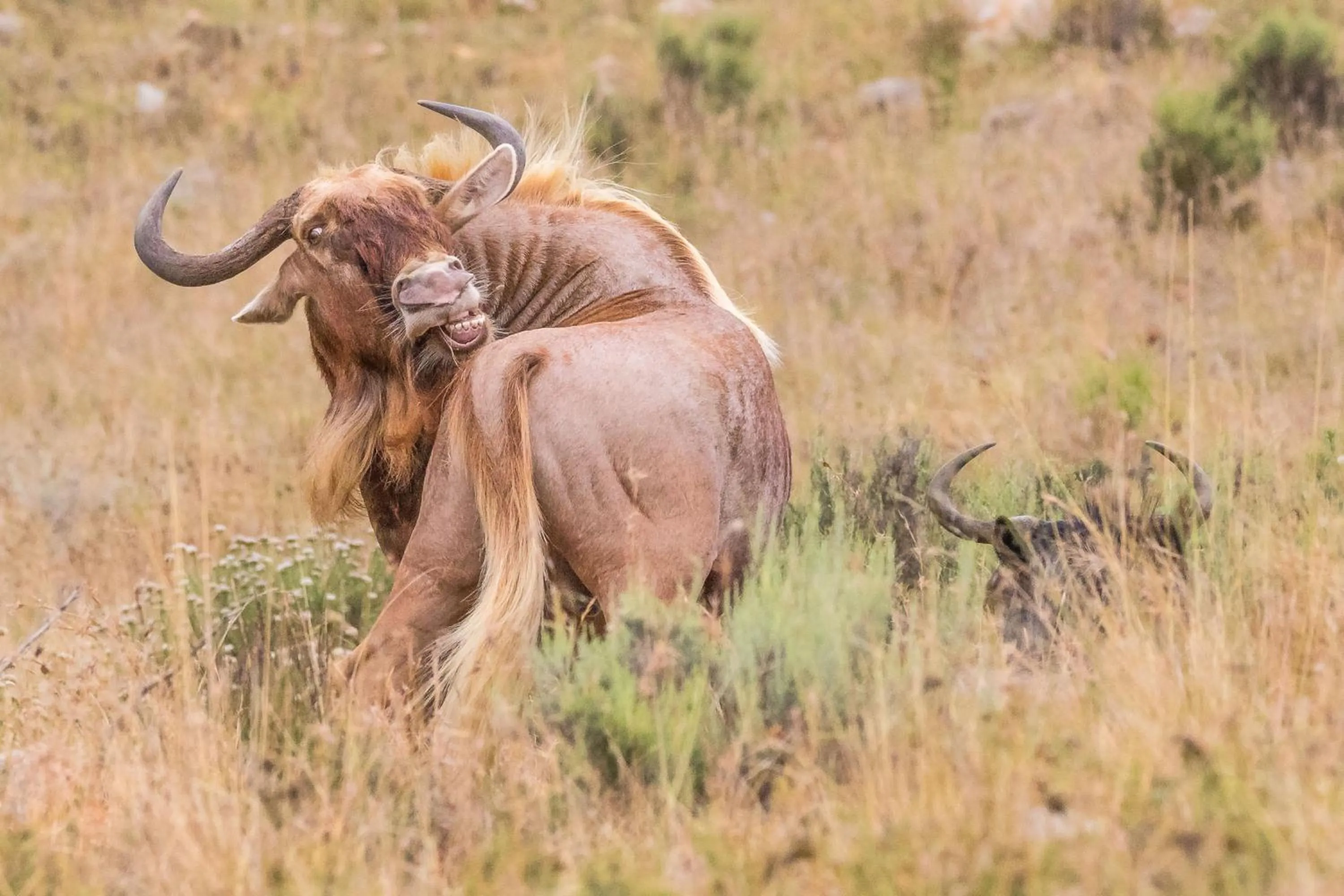 Animals in Kwetu Guest Farm