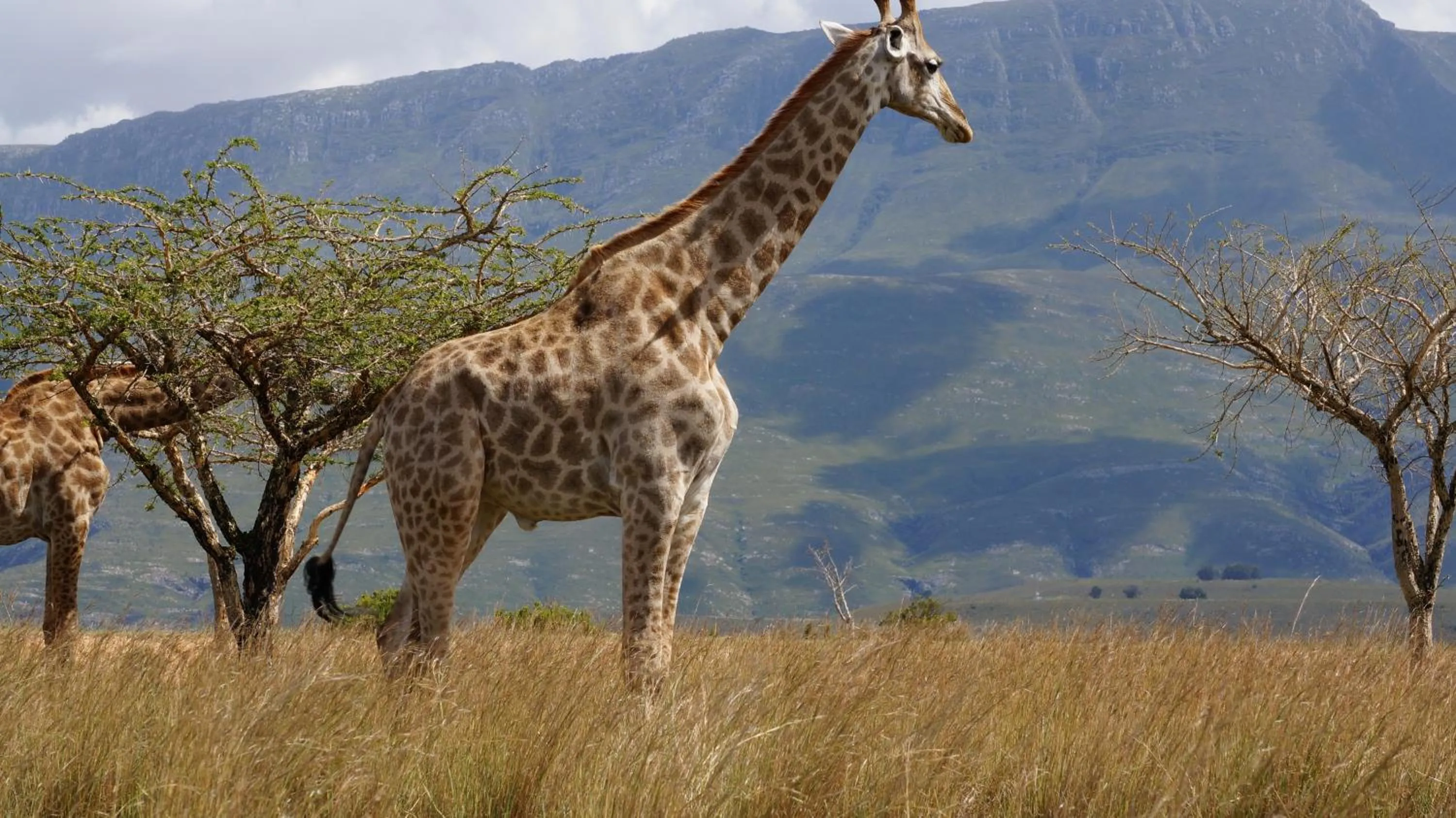 Animals in Kwetu Guest Farm