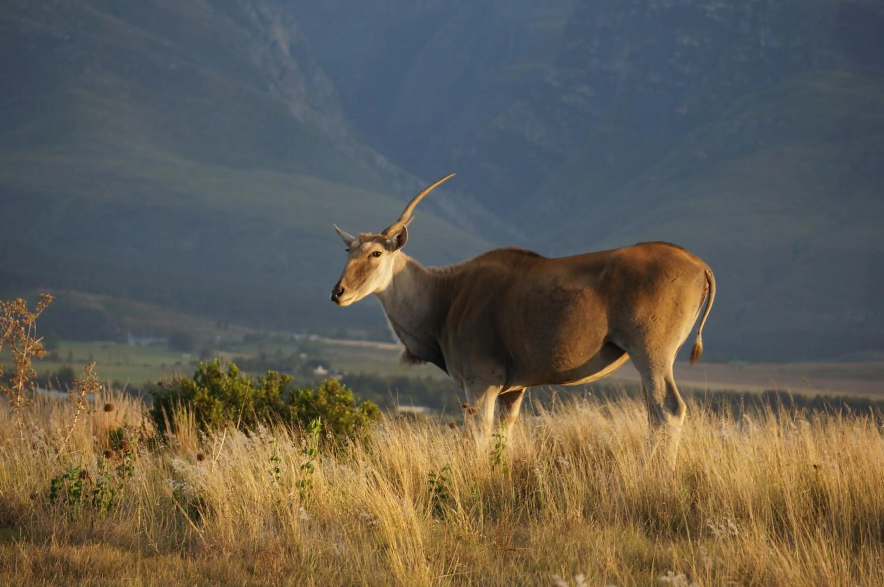 Animals in Kwetu Guest Farm