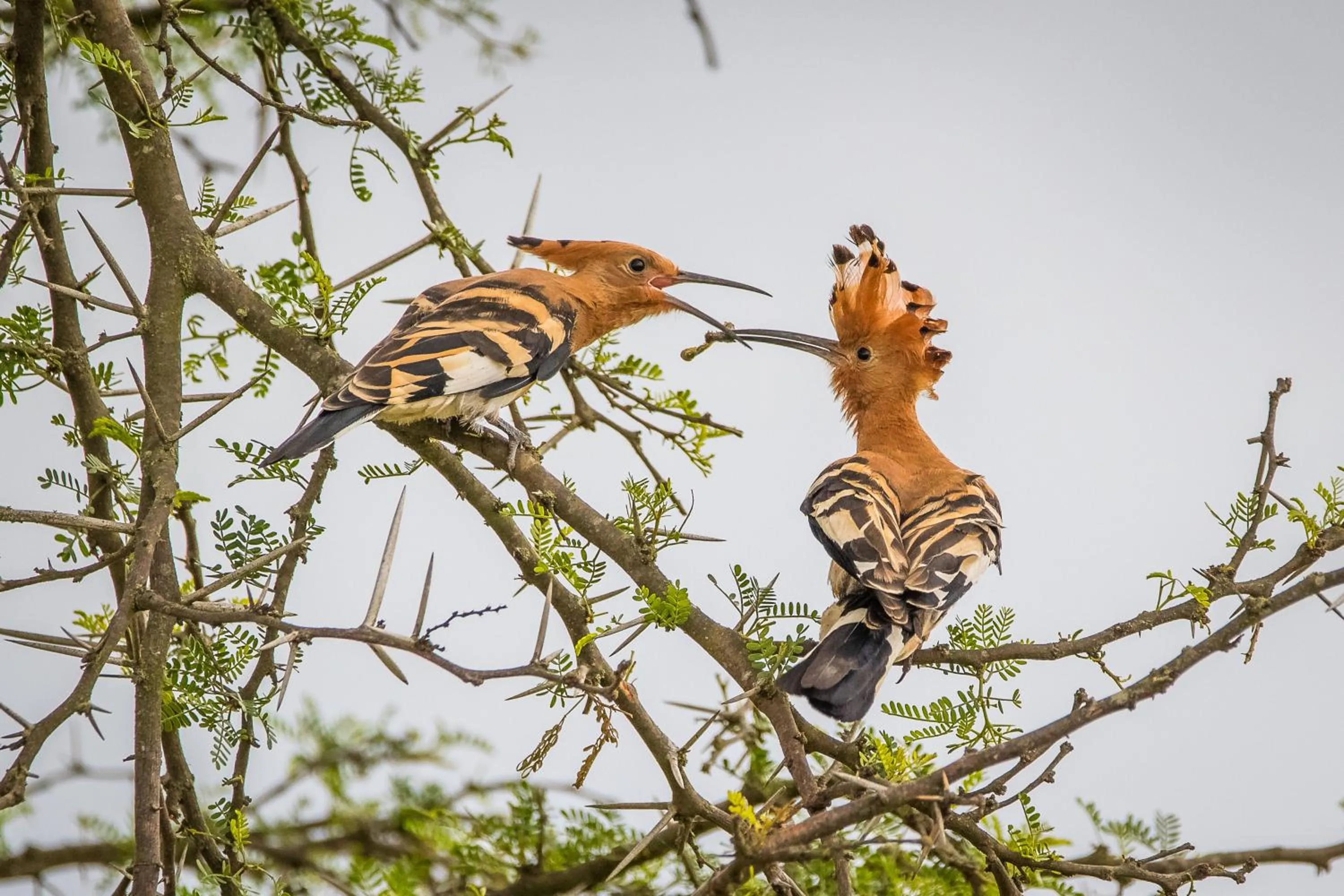 Animals in Kwetu Guest Farm