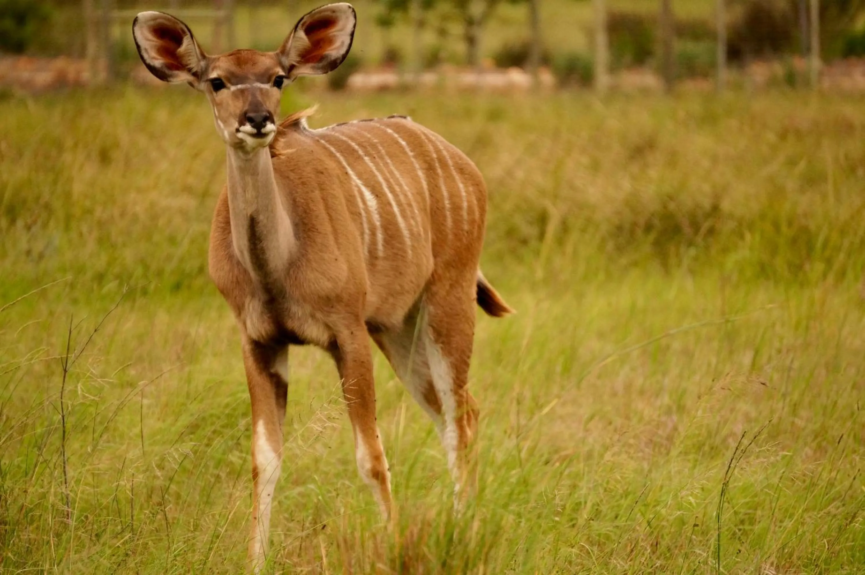 Summer in Kwetu Guest Farm