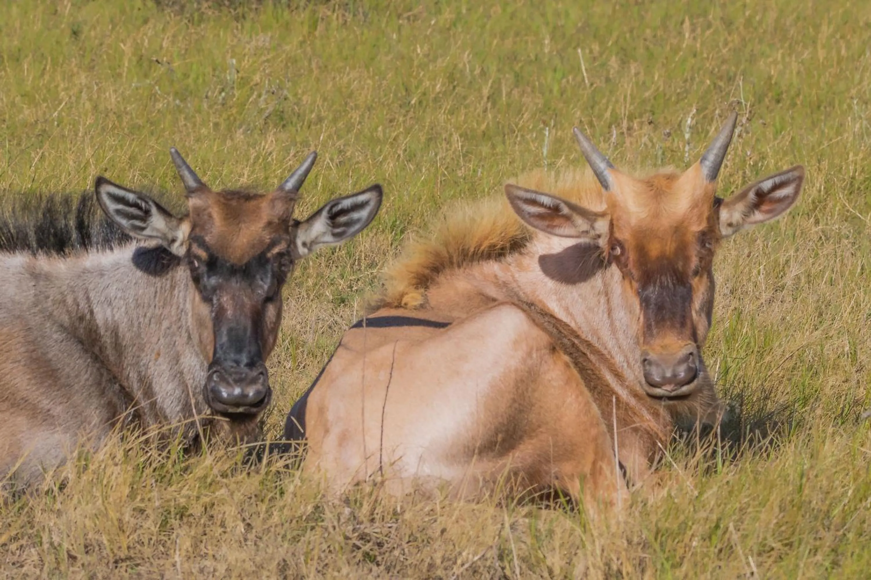 Animals in Kwetu Guest Farm