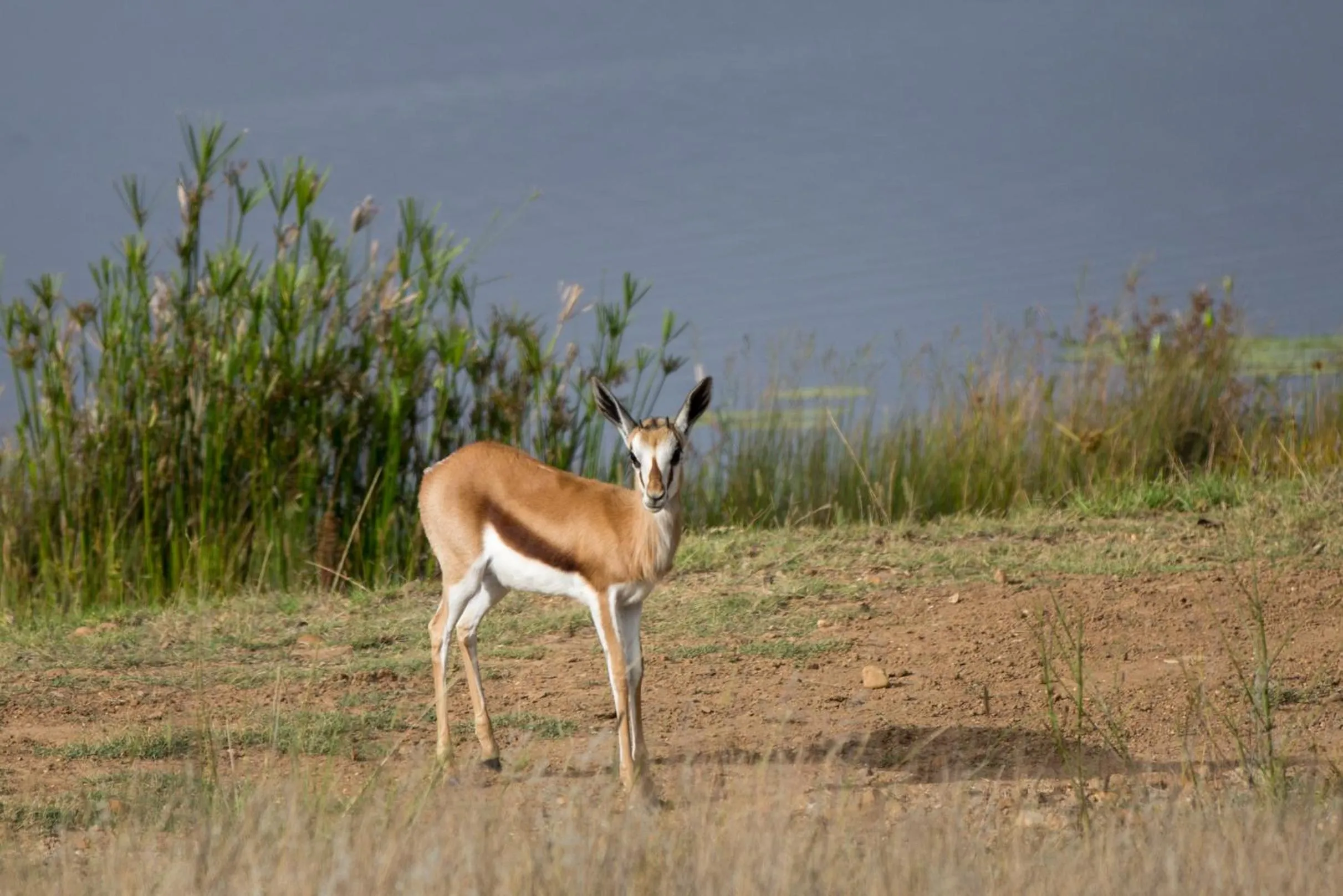 Spring in Kwetu Guest Farm