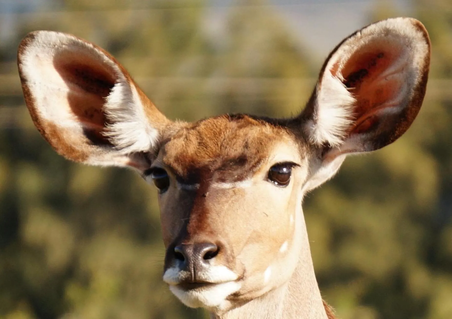 Animals in Kwetu Guest Farm