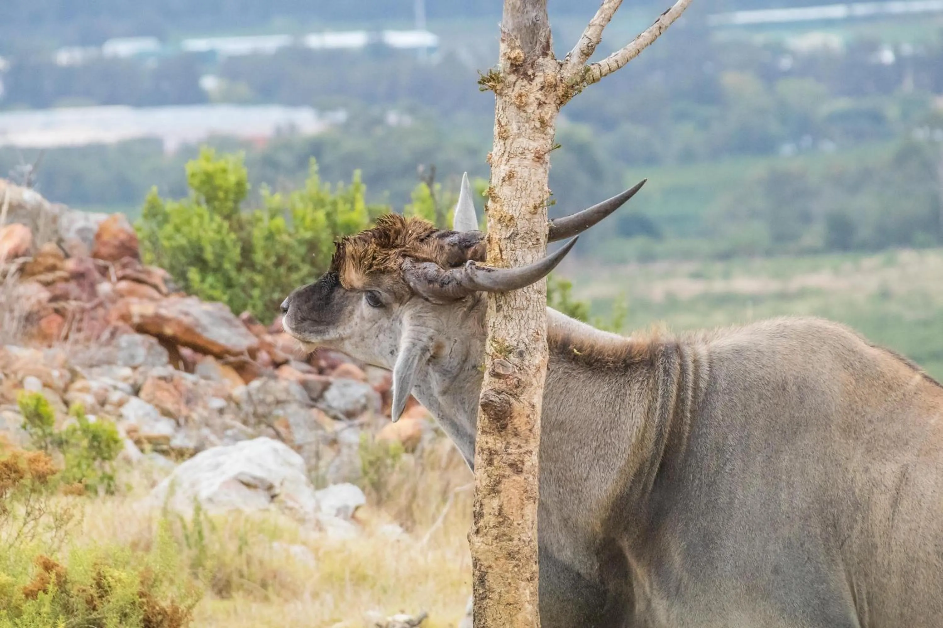 Animals in Kwetu Guest Farm