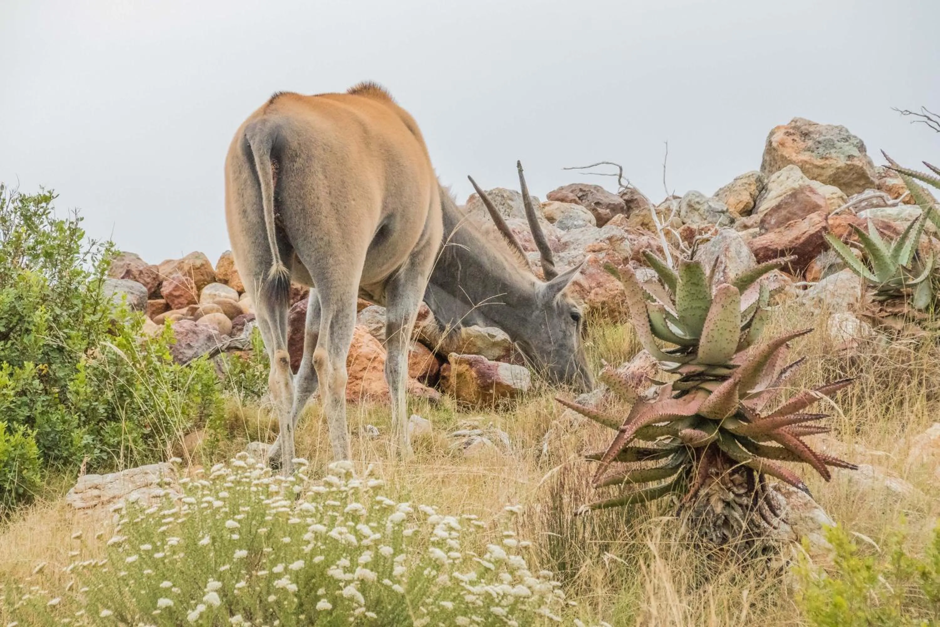 Animals in Kwetu Guest Farm