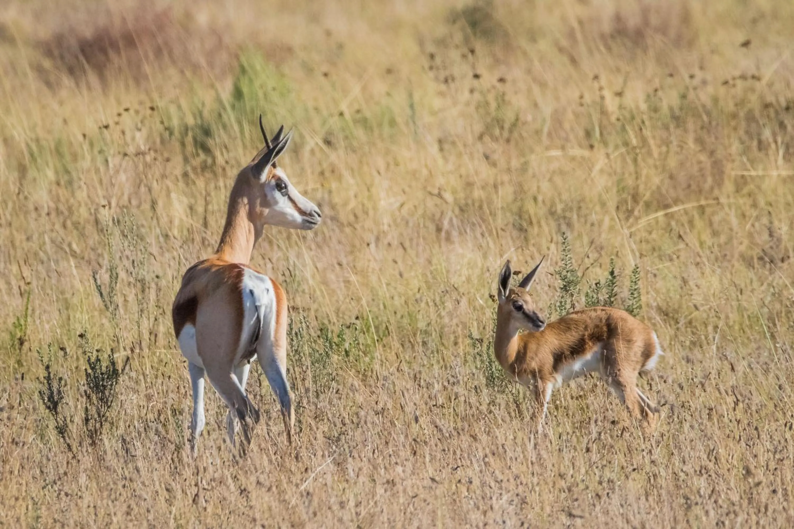 Animals in Kwetu Guest Farm