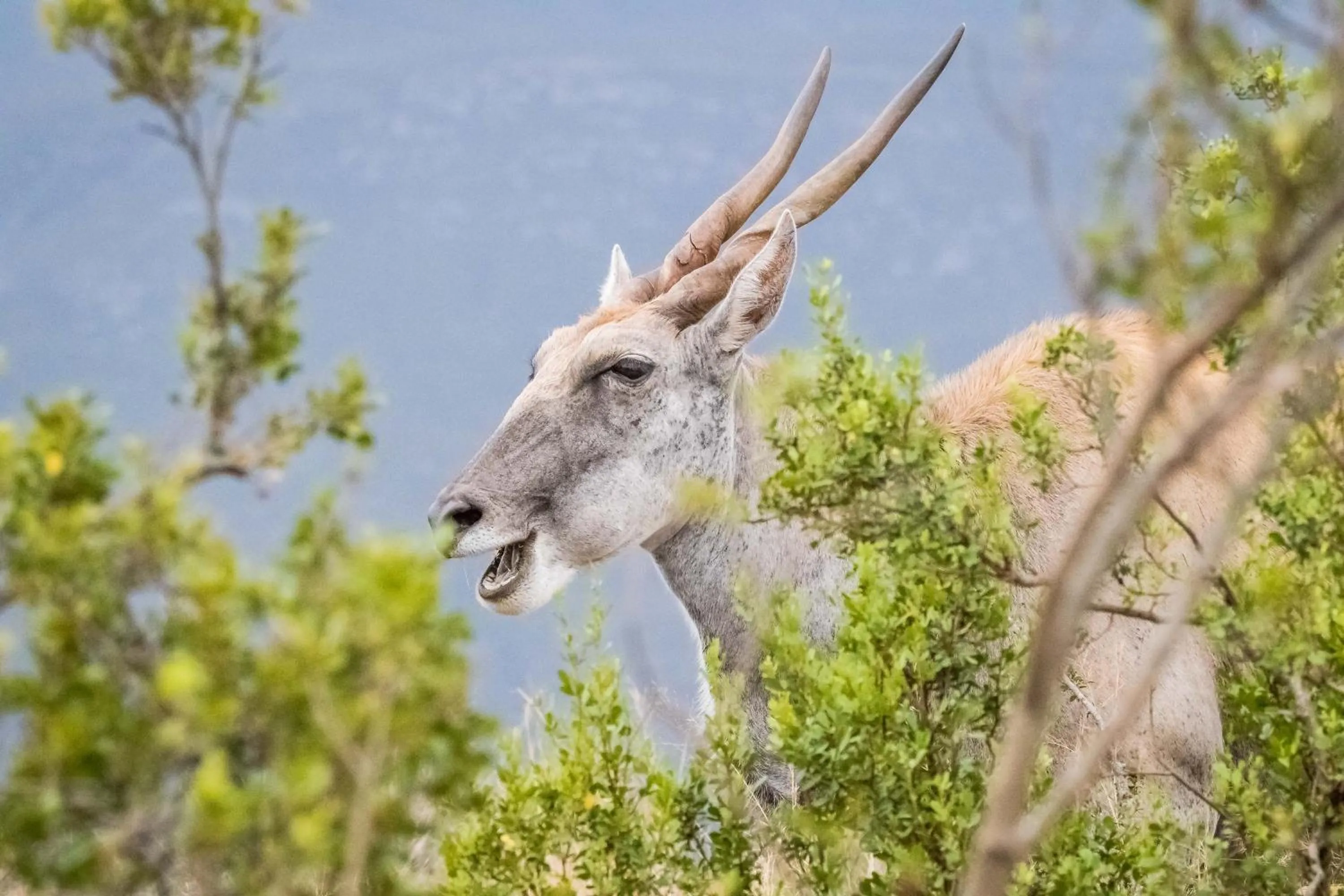 Animals in Kwetu Guest Farm