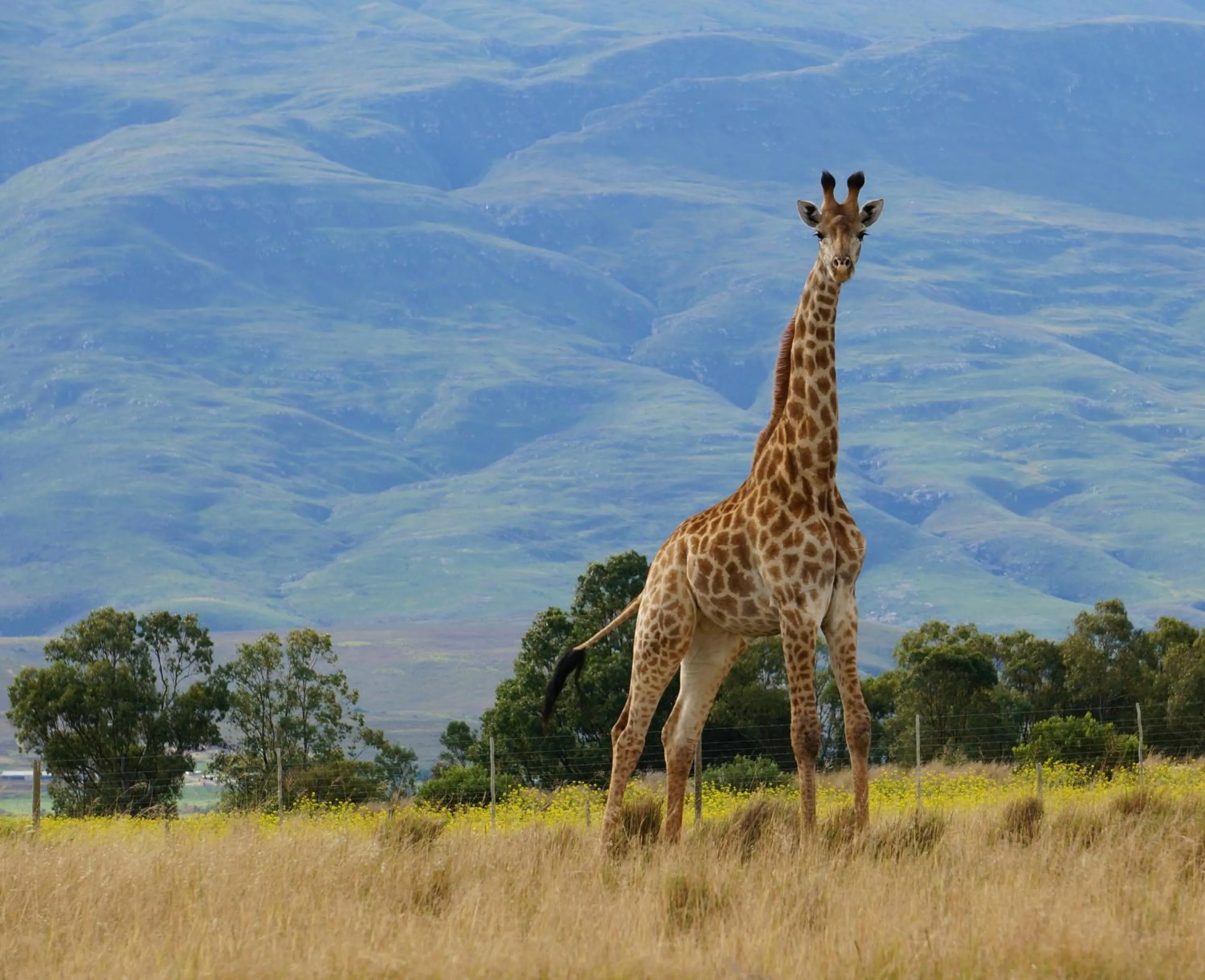 Animals in Kwetu Guest Farm