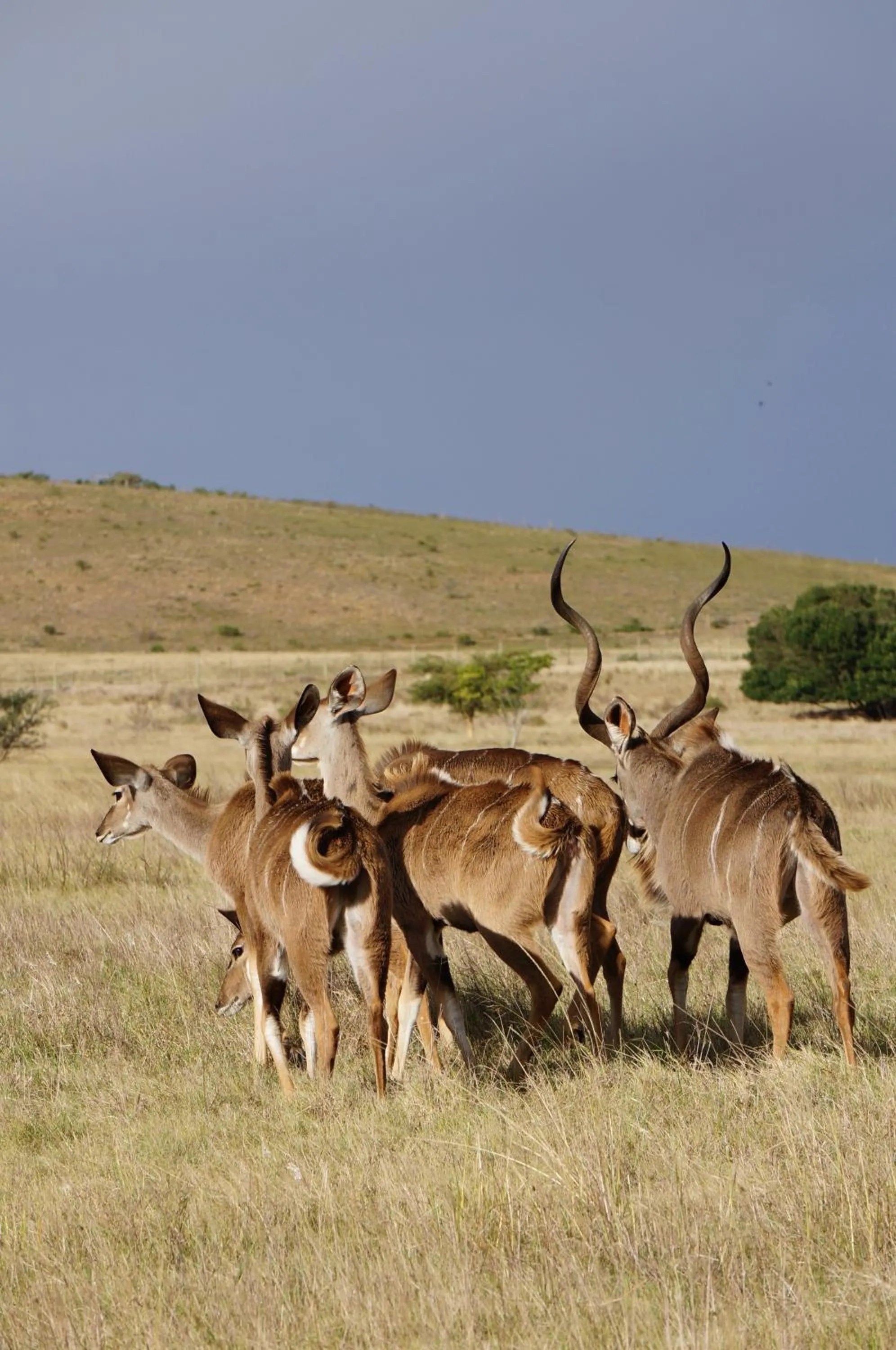 Natural landscape in Kwetu Guest Farm