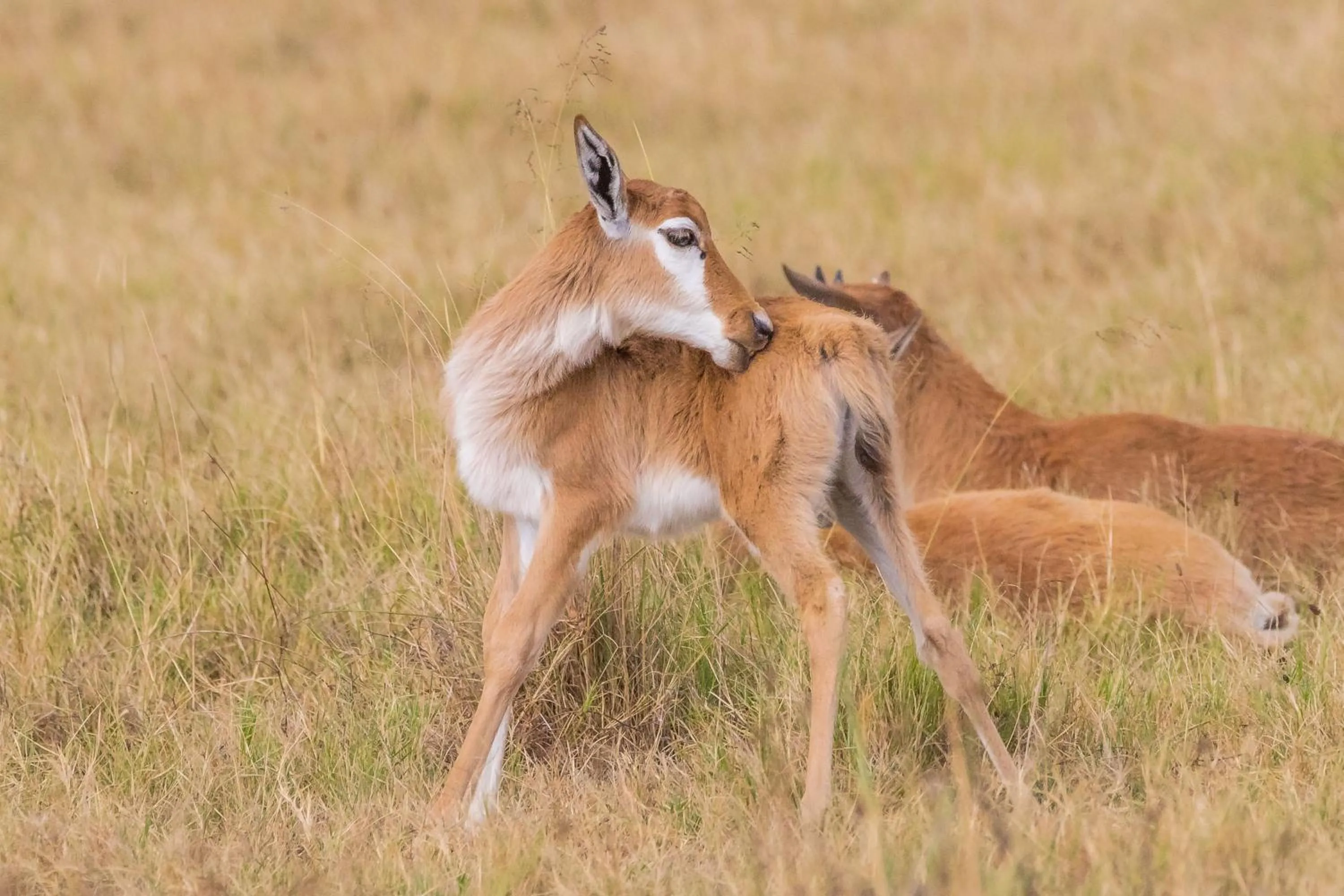 Animals in Kwetu Guest Farm