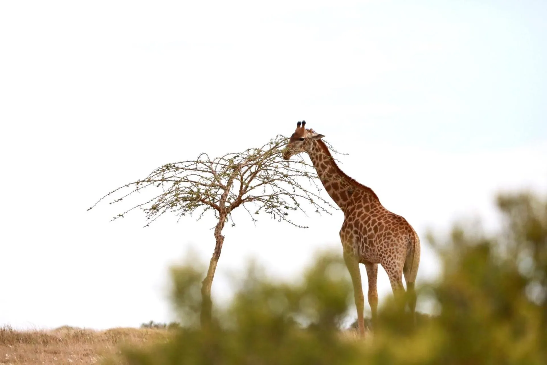 Animals in Kwetu Guest Farm