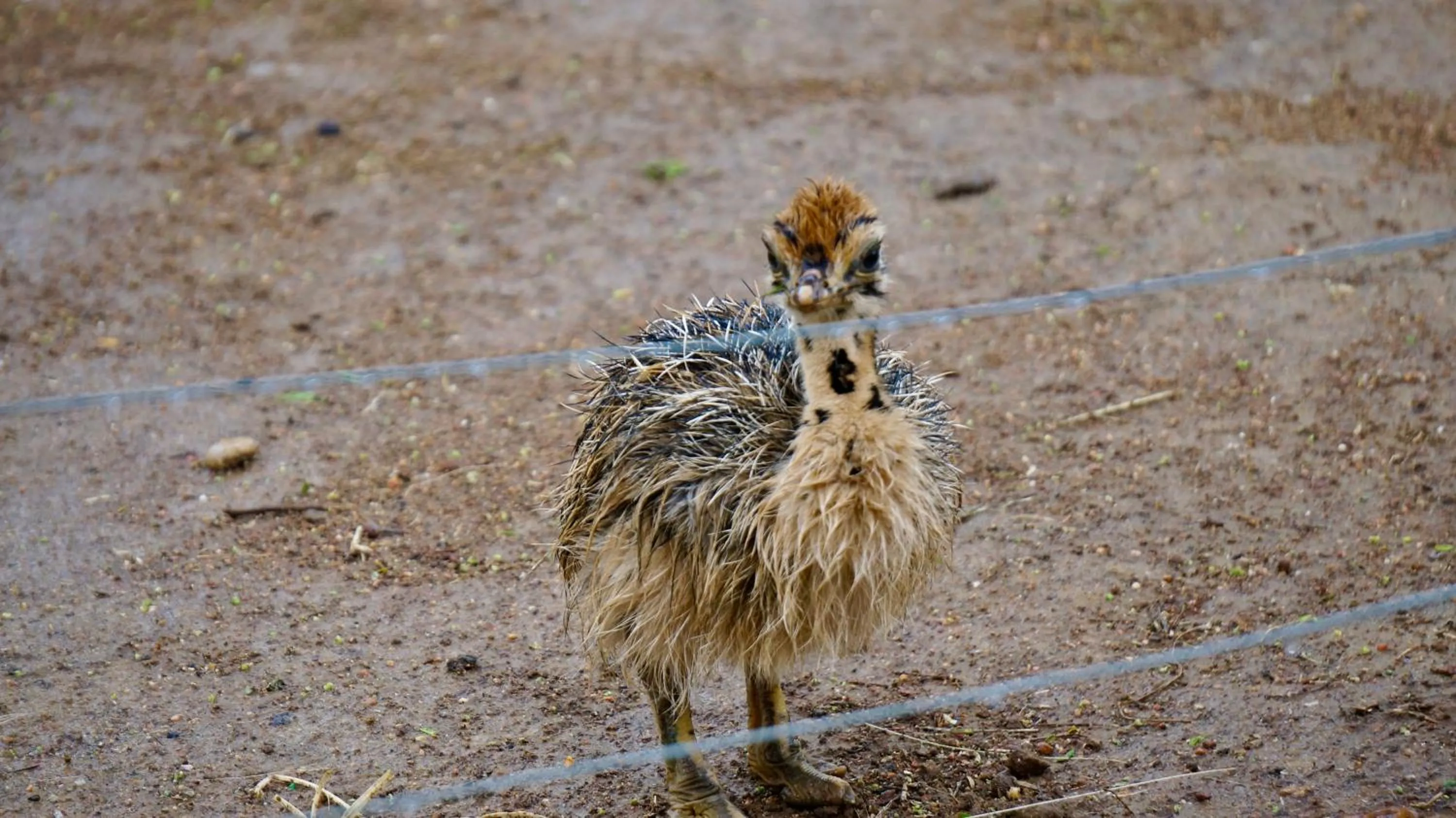 Animals in Kwetu Guest Farm