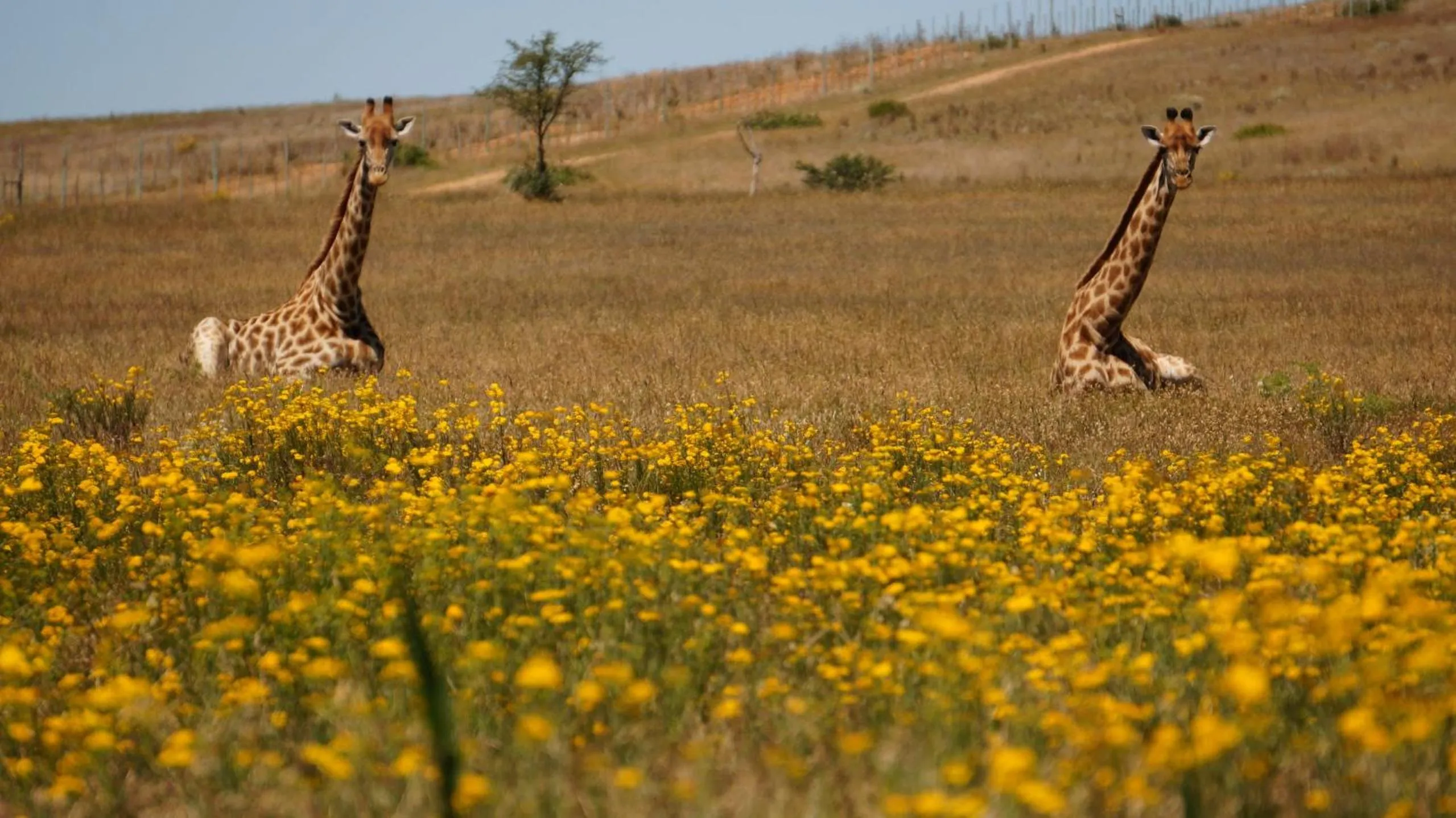 Natural landscape in Kwetu Guest Farm
