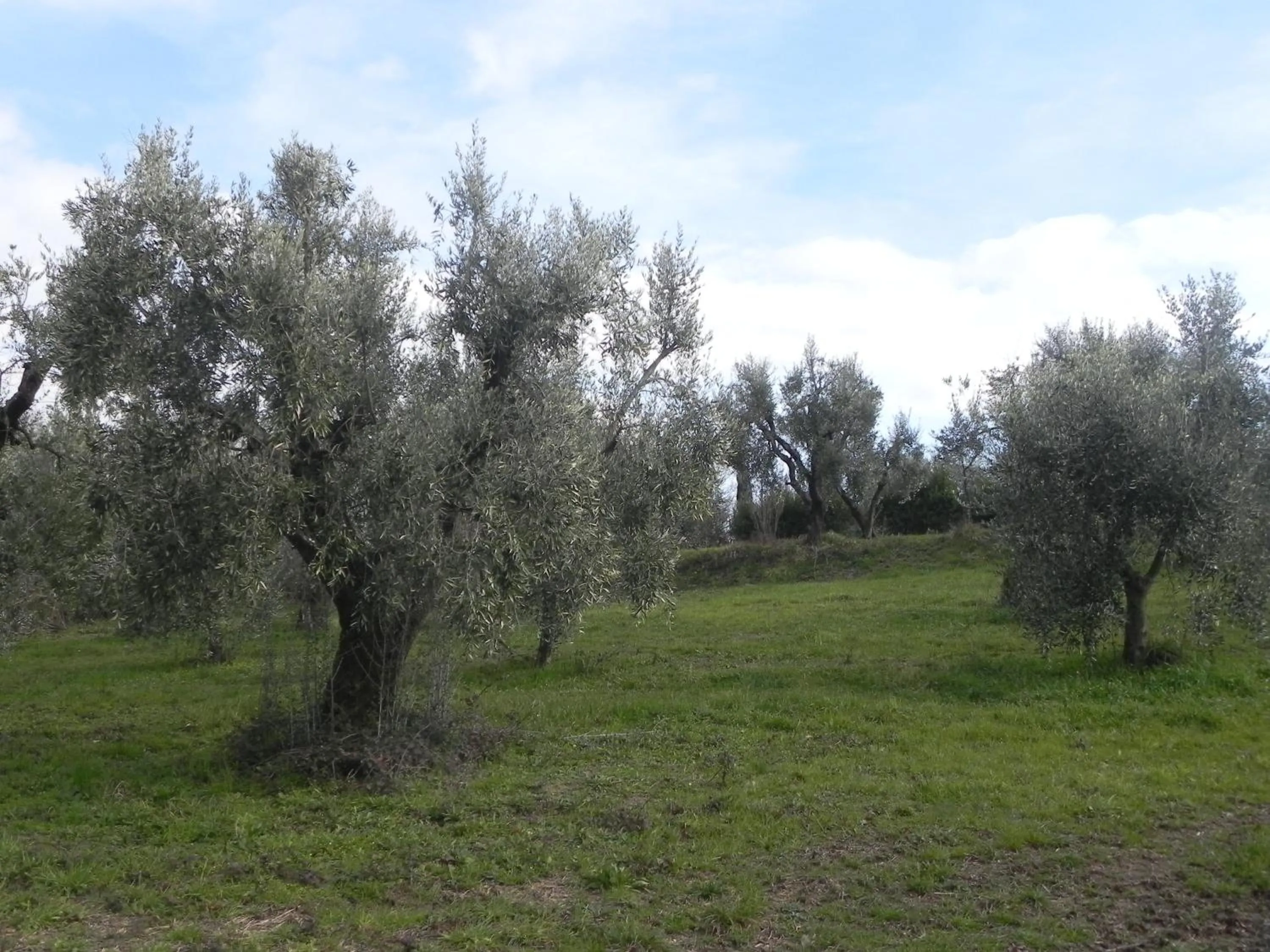 Garden view in Villa Agnolaccio Residenza d'Epoca
