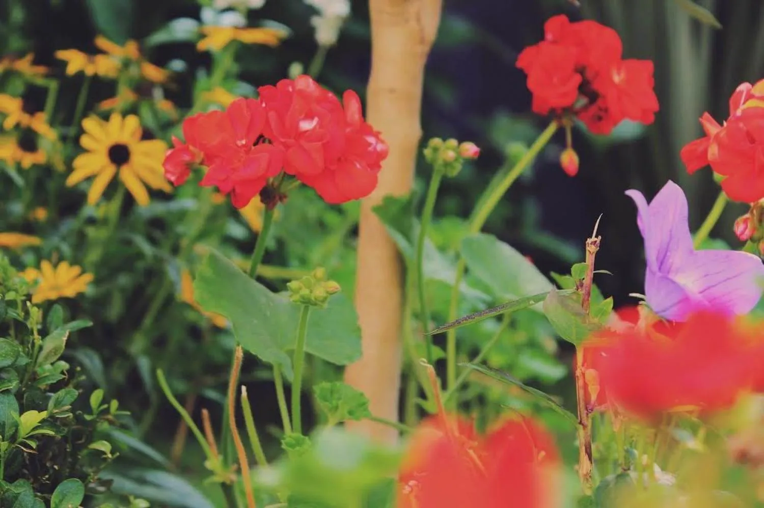 Garden in Glanmor Garden Apartment