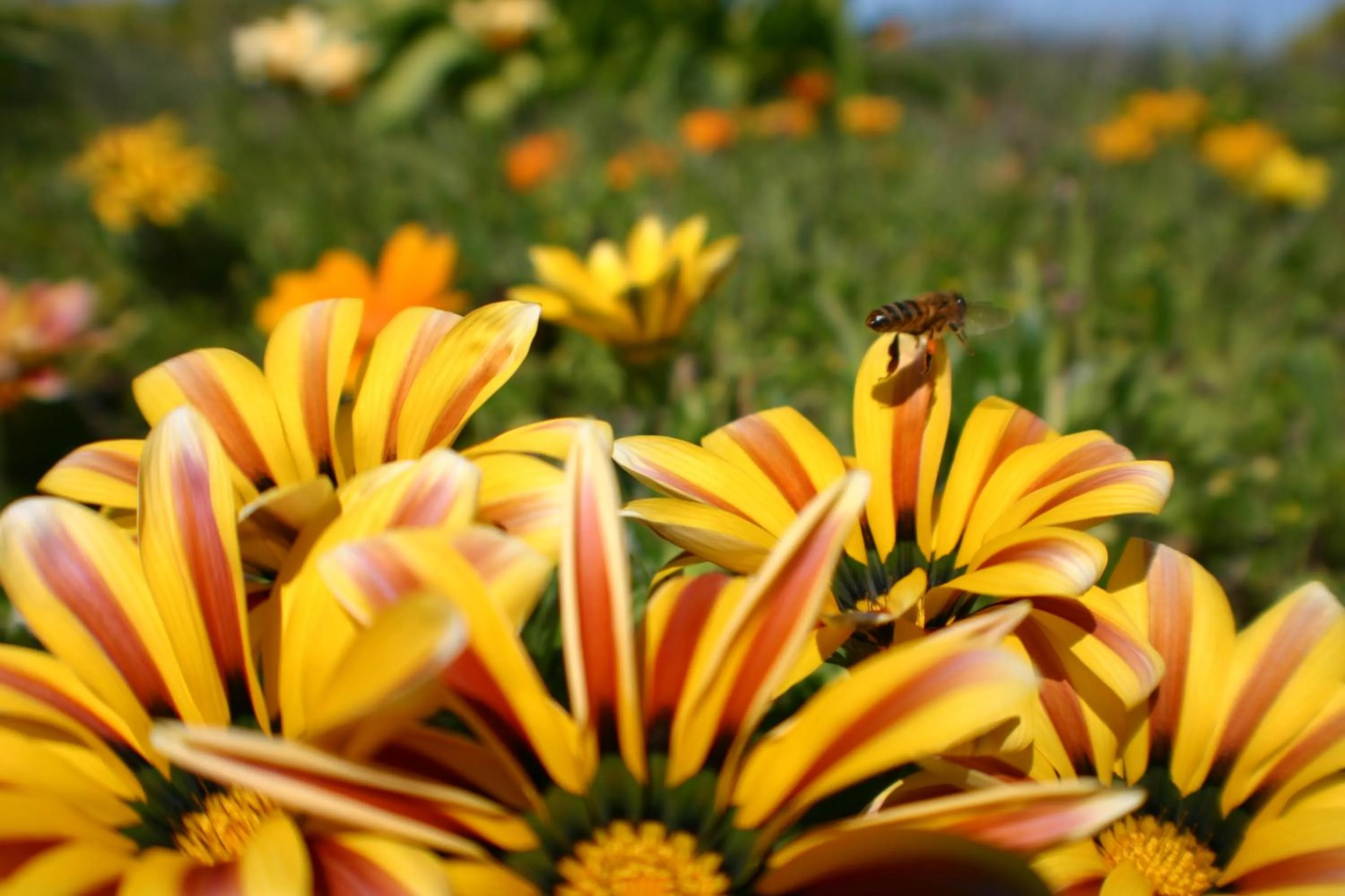 Spring in Ocean View Beachfront Apartment