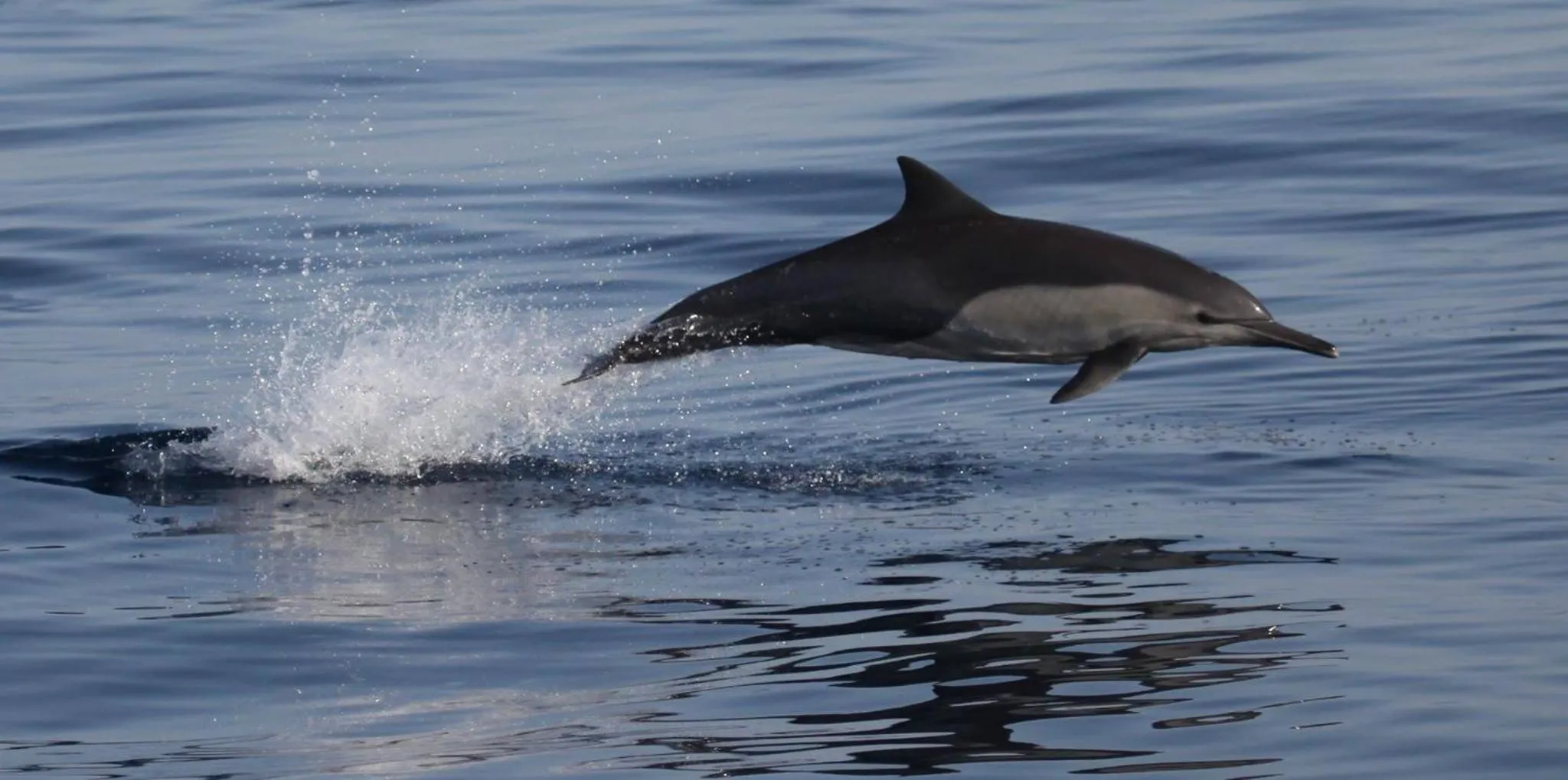 Animals in Souly Ecolodge Salalah