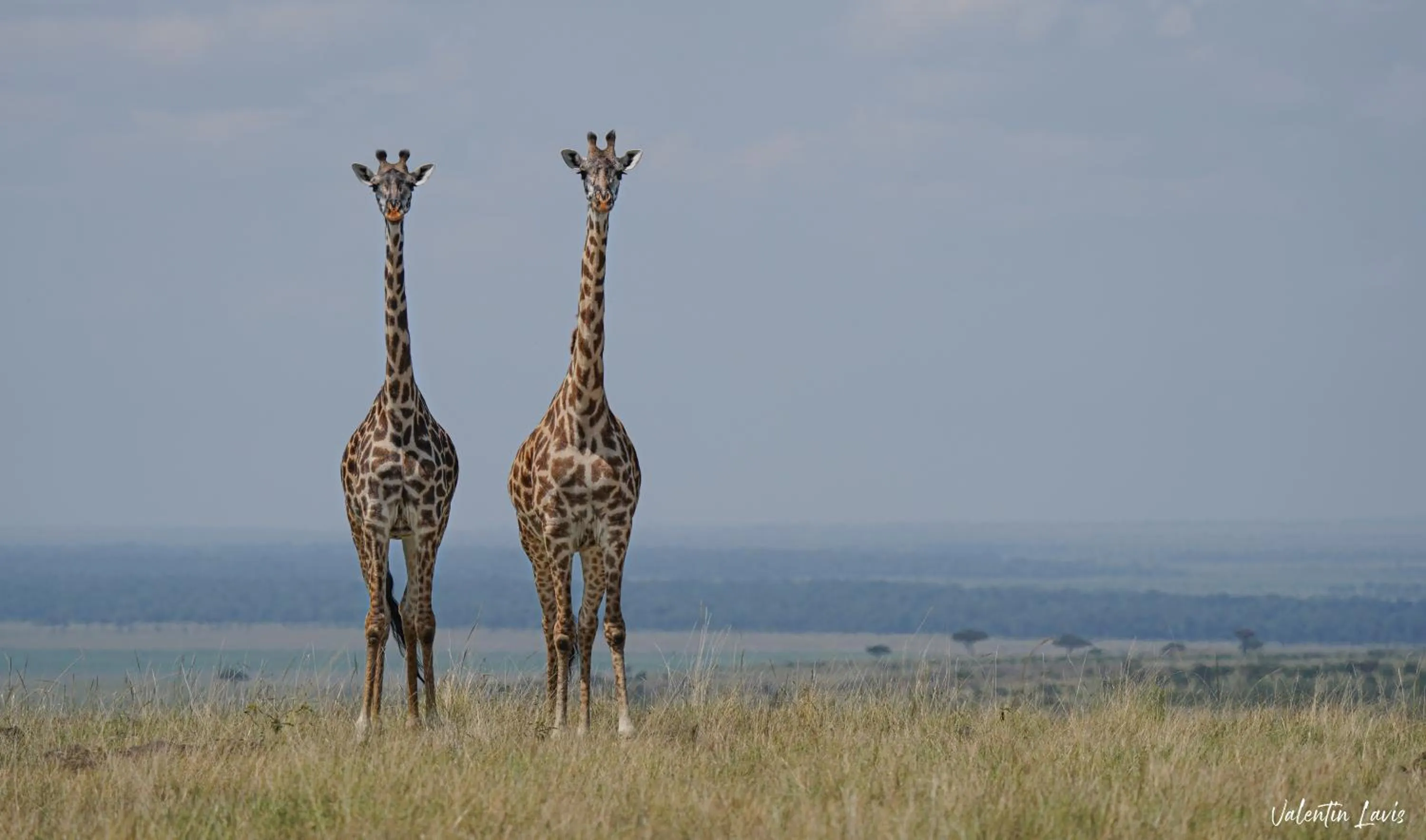 Natural landscape in Royal Mara Safari Lodge