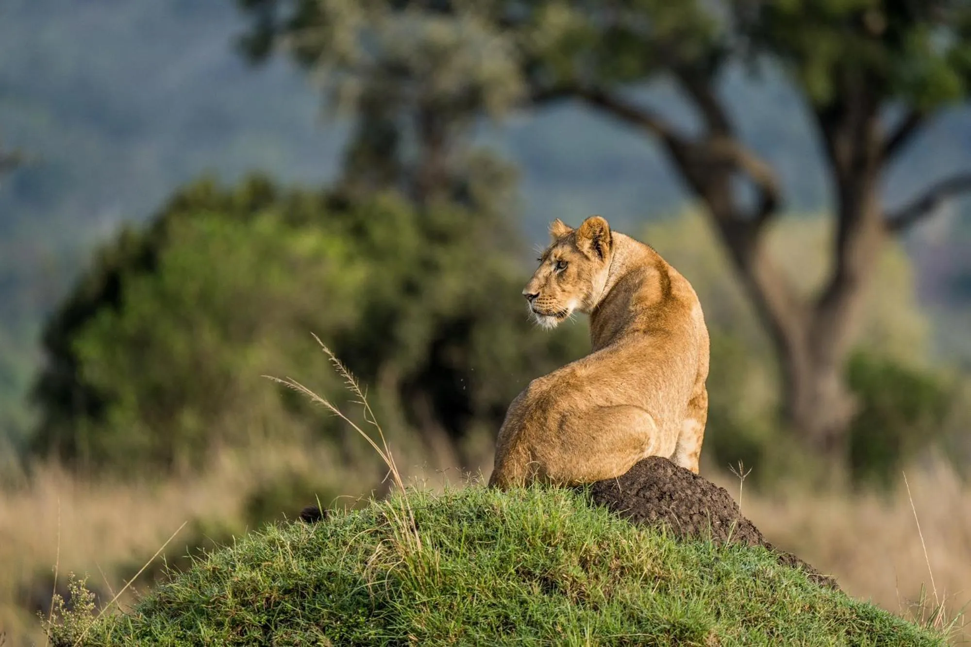 Natural landscape in Royal Mara Safari Lodge