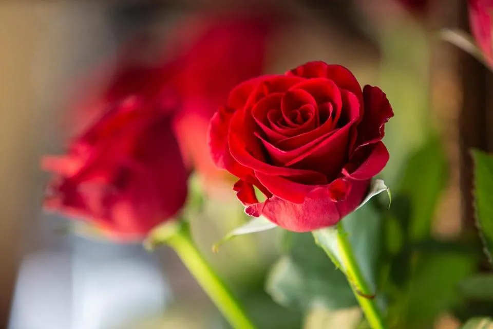 Ridgeworth Boutique Guesthouse