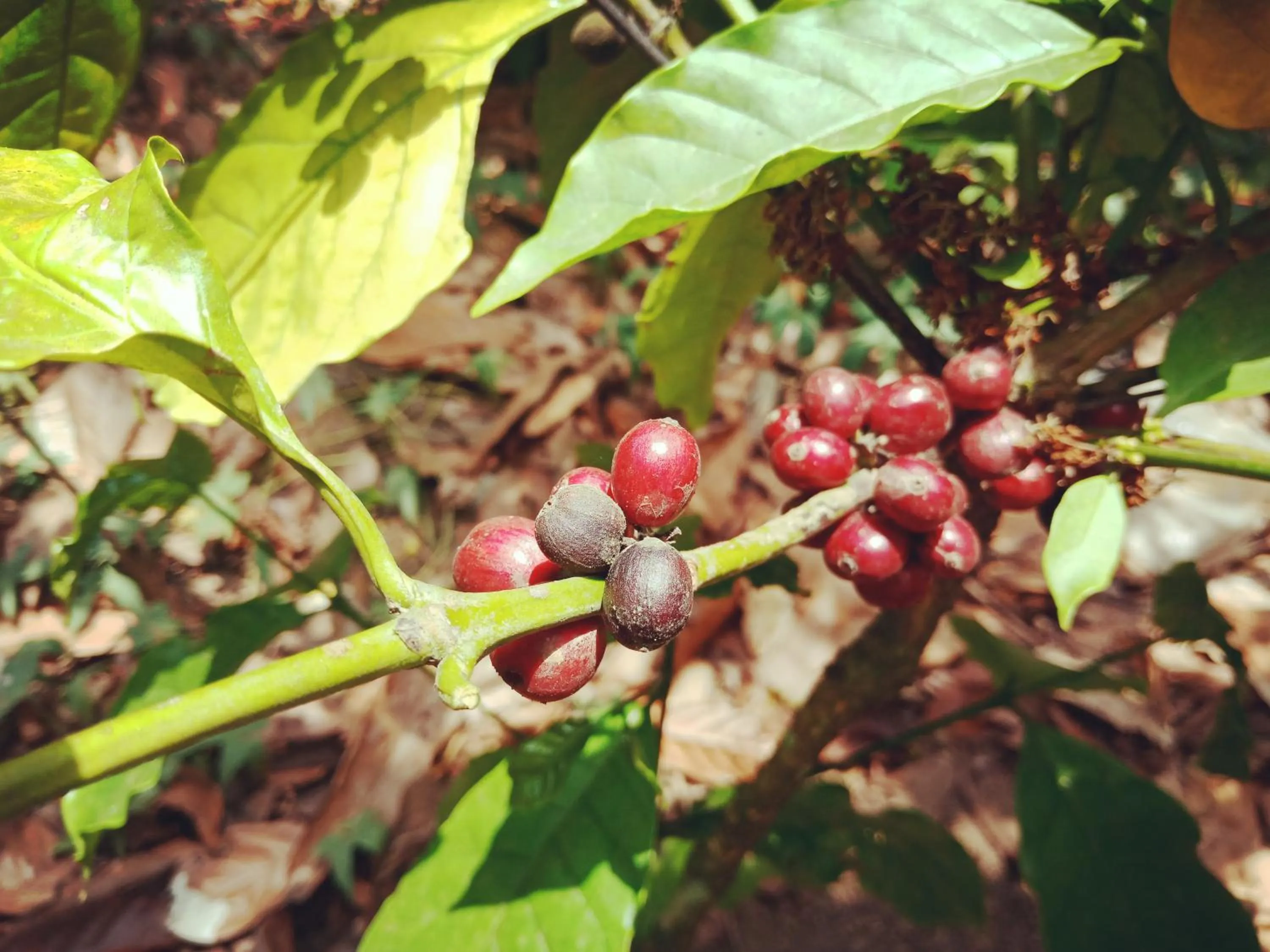 Hiking in Shibui Garden Bungalows and Restaurant