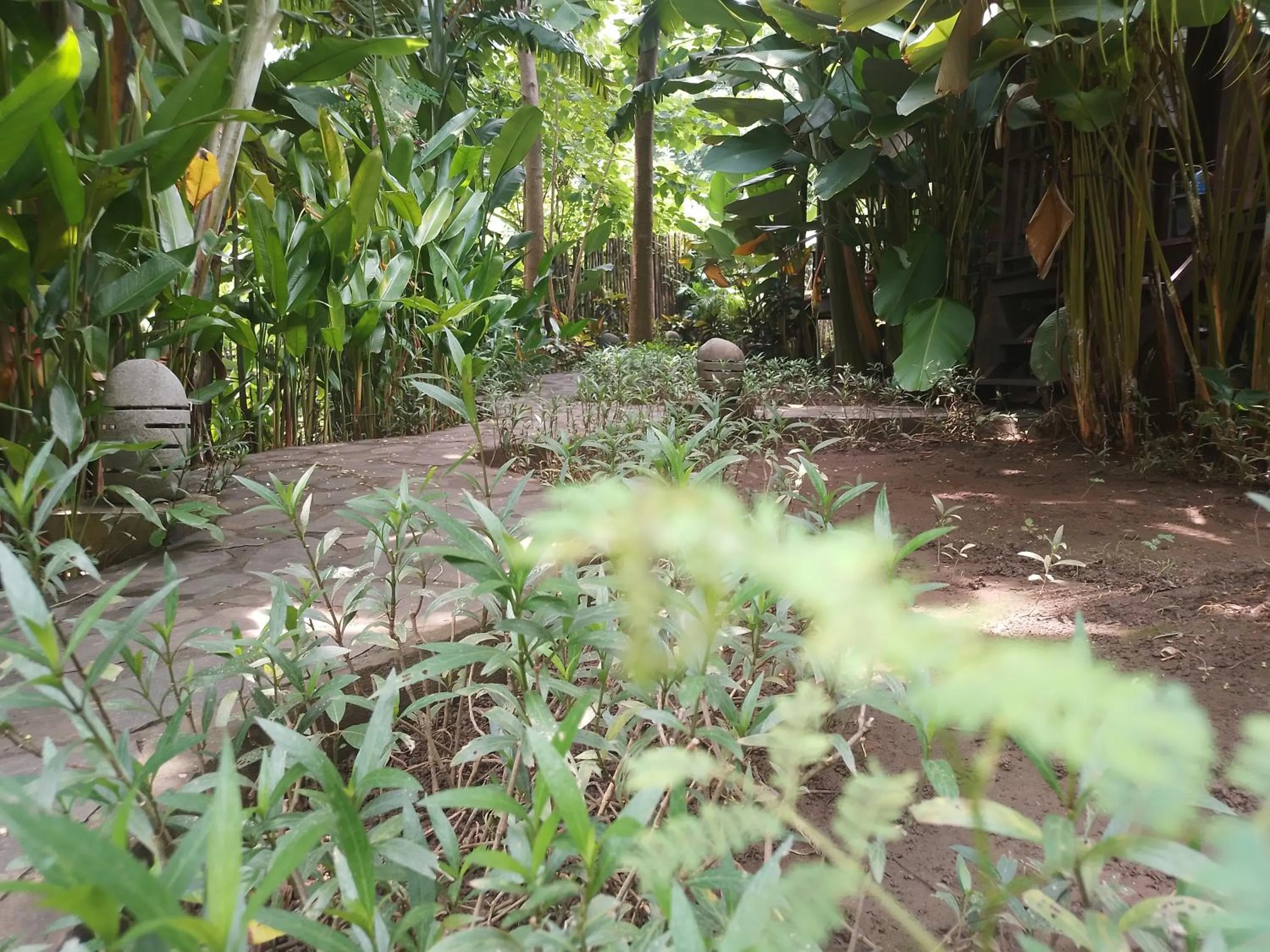 Garden in Ocean Prana Village