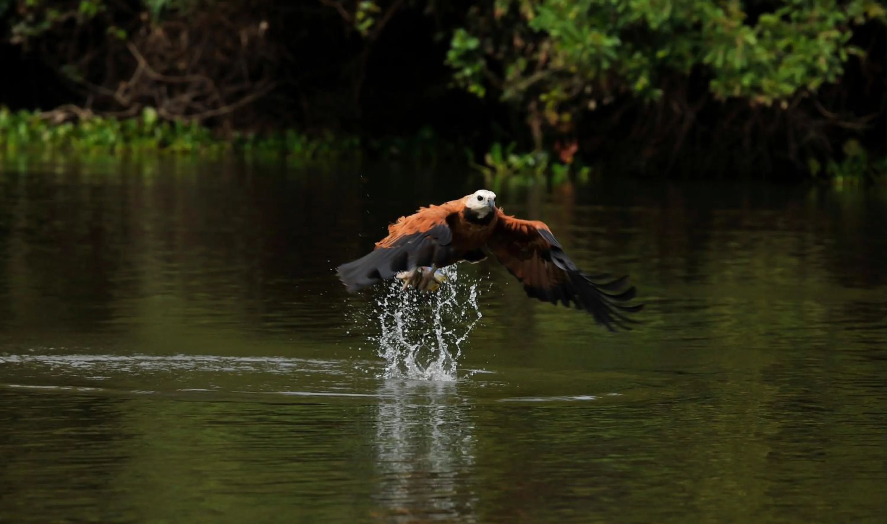 Animals in Pousada Rio Claro