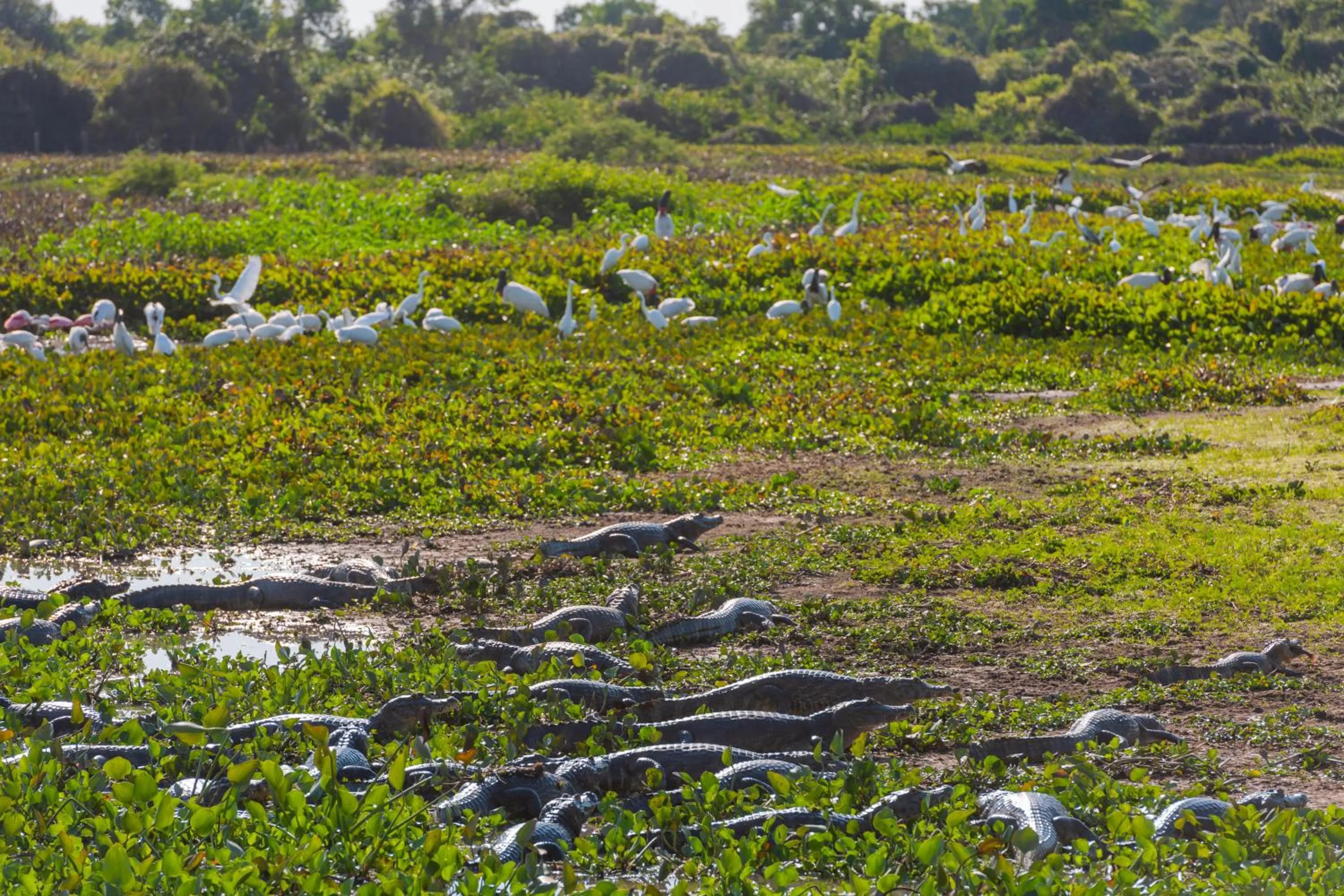 Natural landscape in Pousada Rio Claro