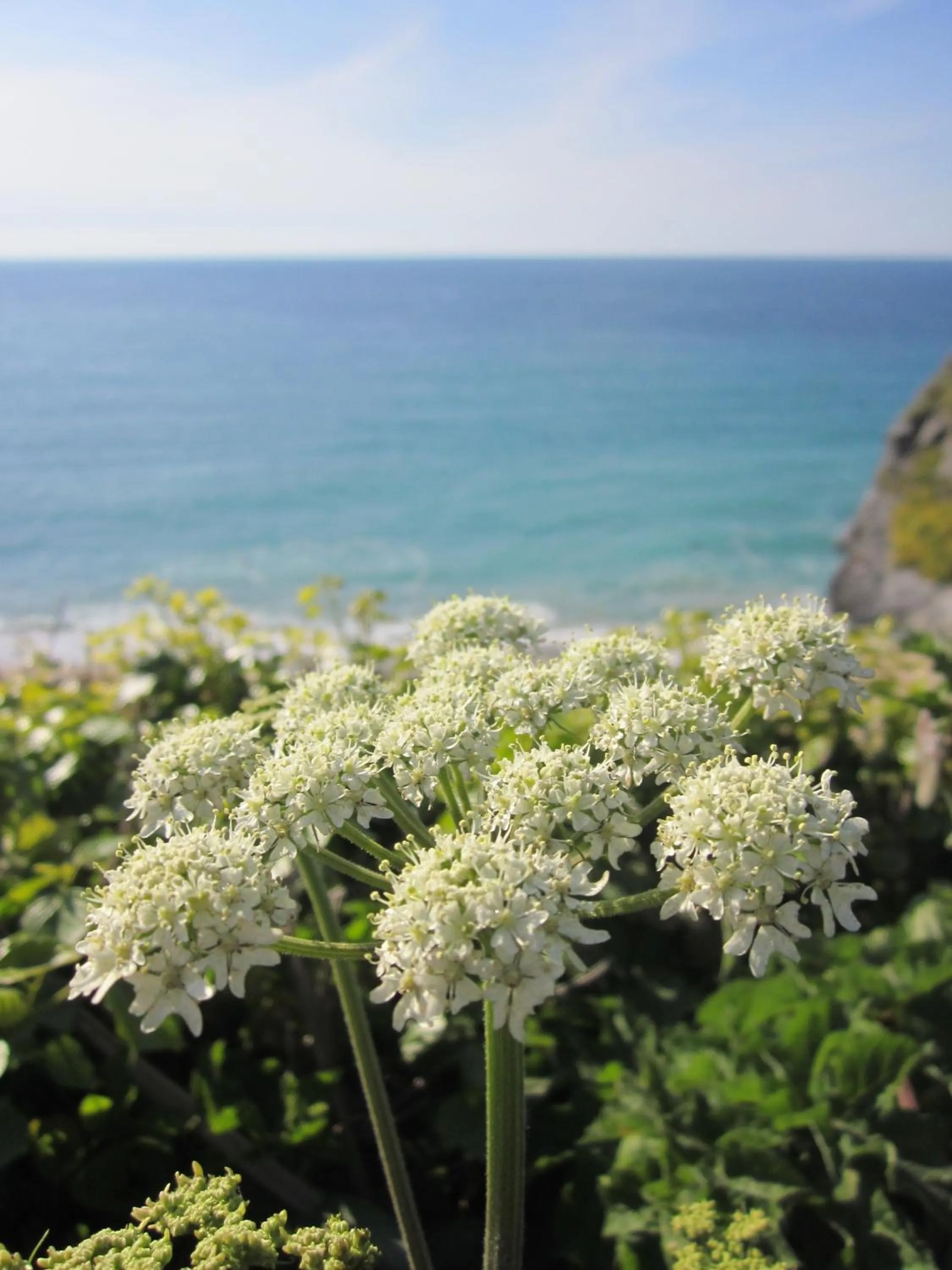 Natural landscape, Sea View in Best Western Hotel Bristol