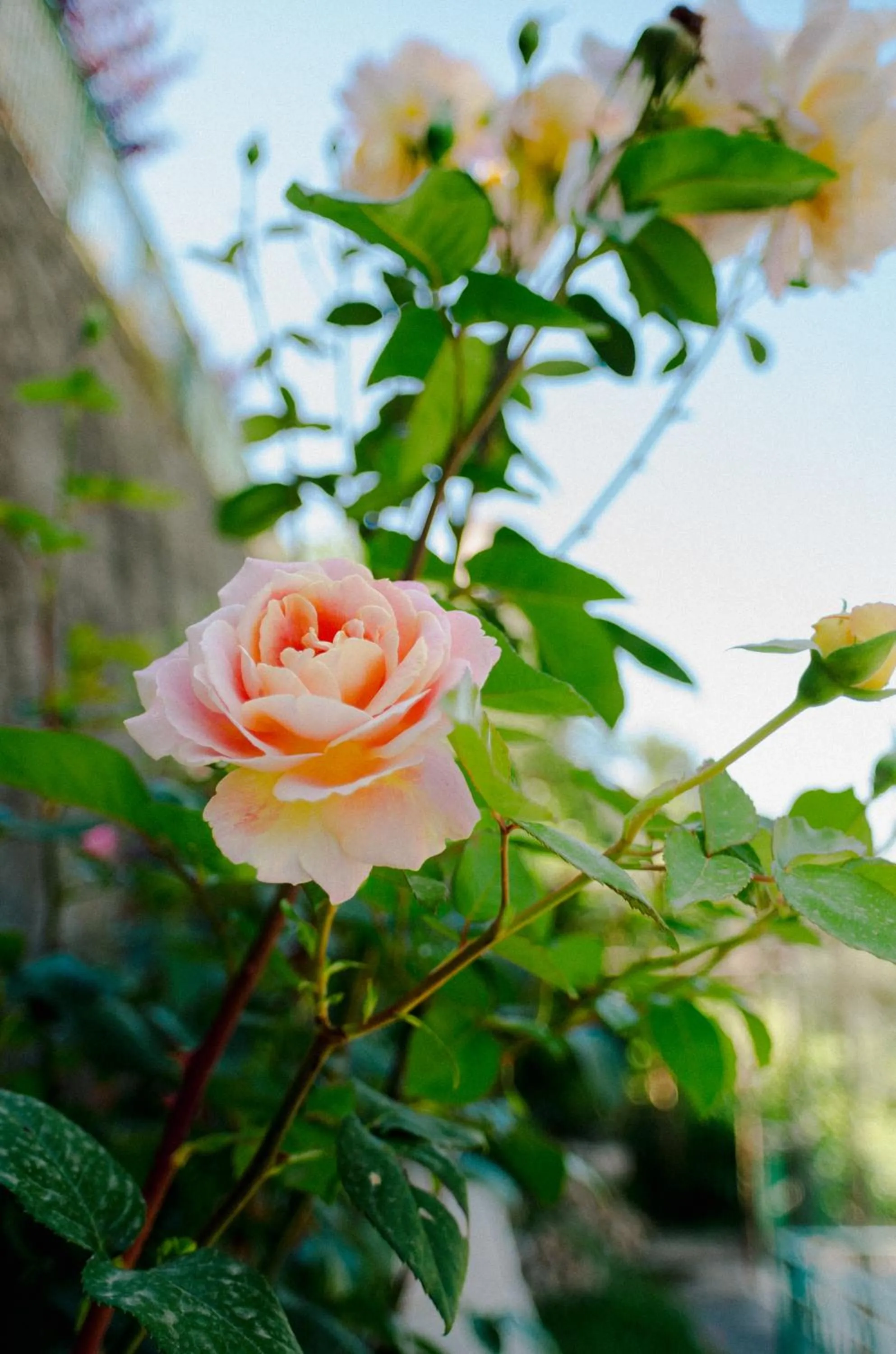 Summer in Rosa e Valentino