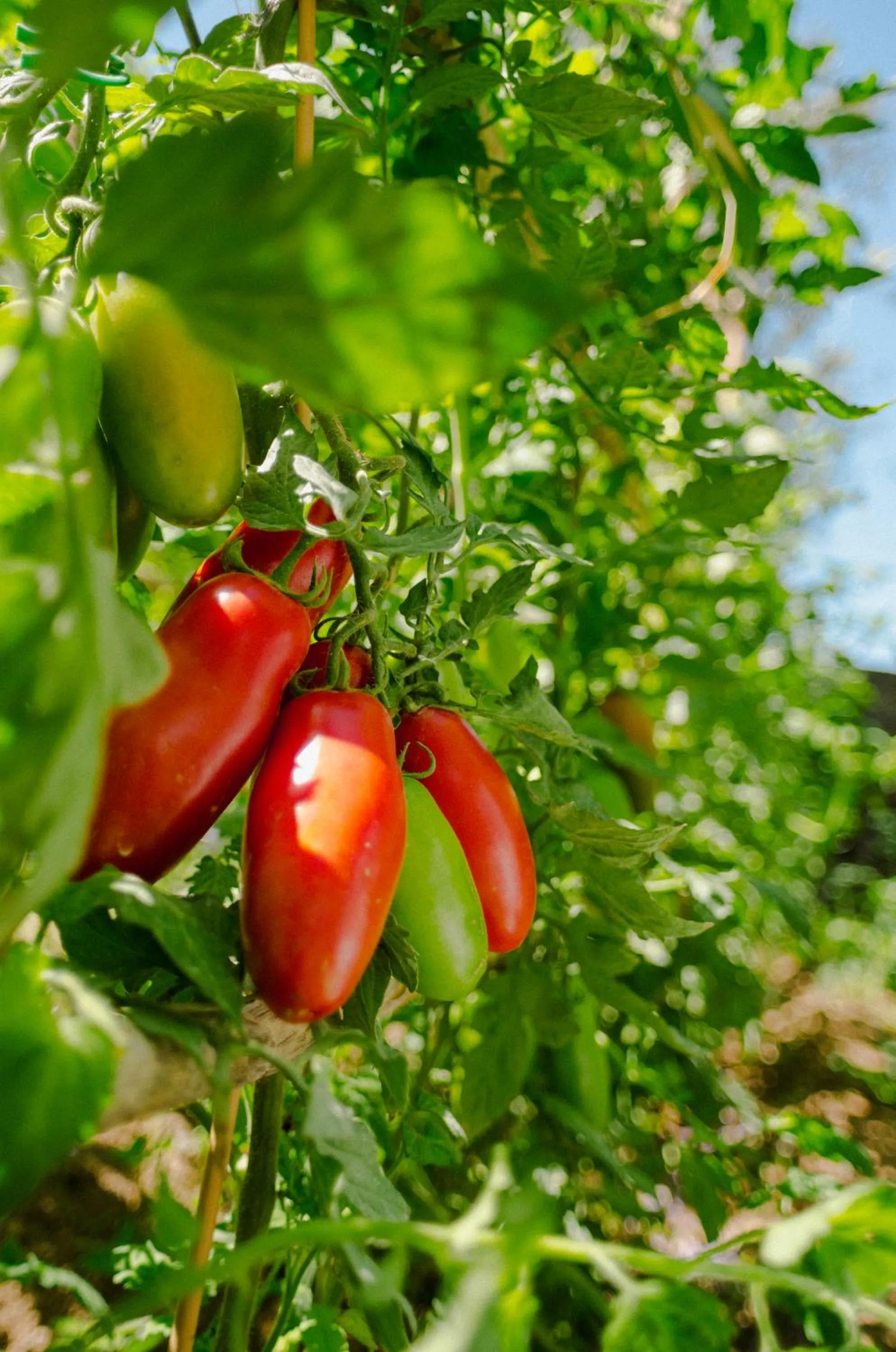 Summer in Rosa e Valentino