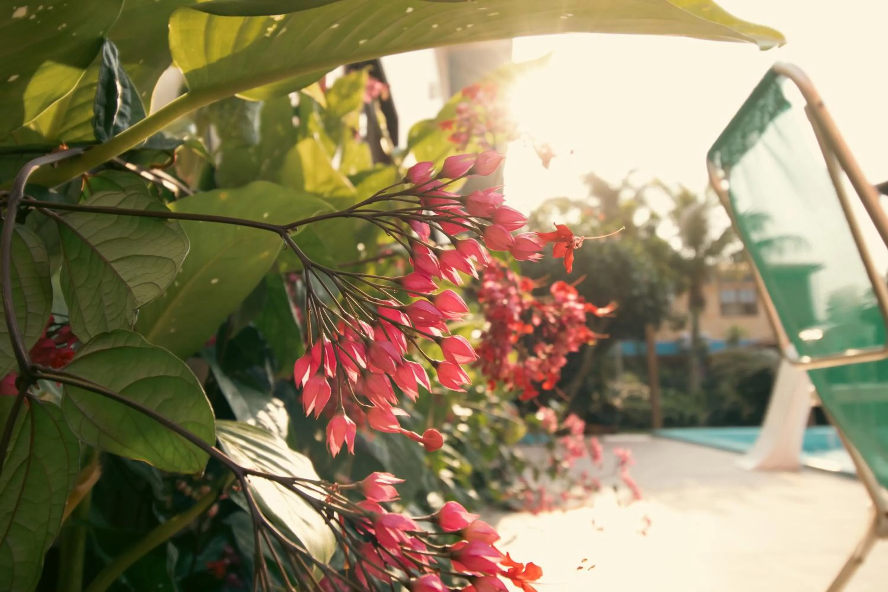 Garden in Pousada Baleia Franca