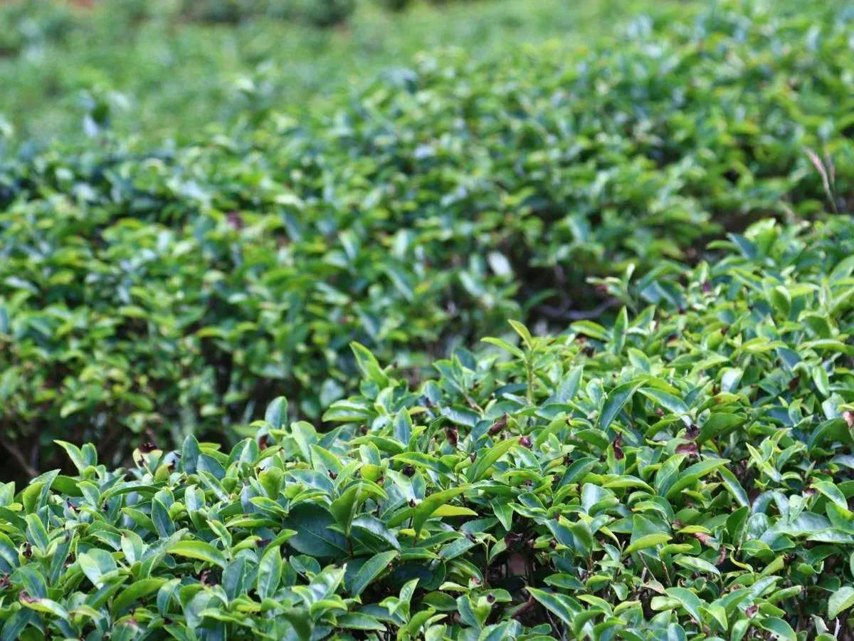 Area and facilities in Minshuku Ryokan Kawai