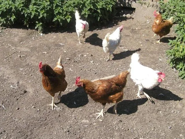 Animals in Haus Deutschmann
