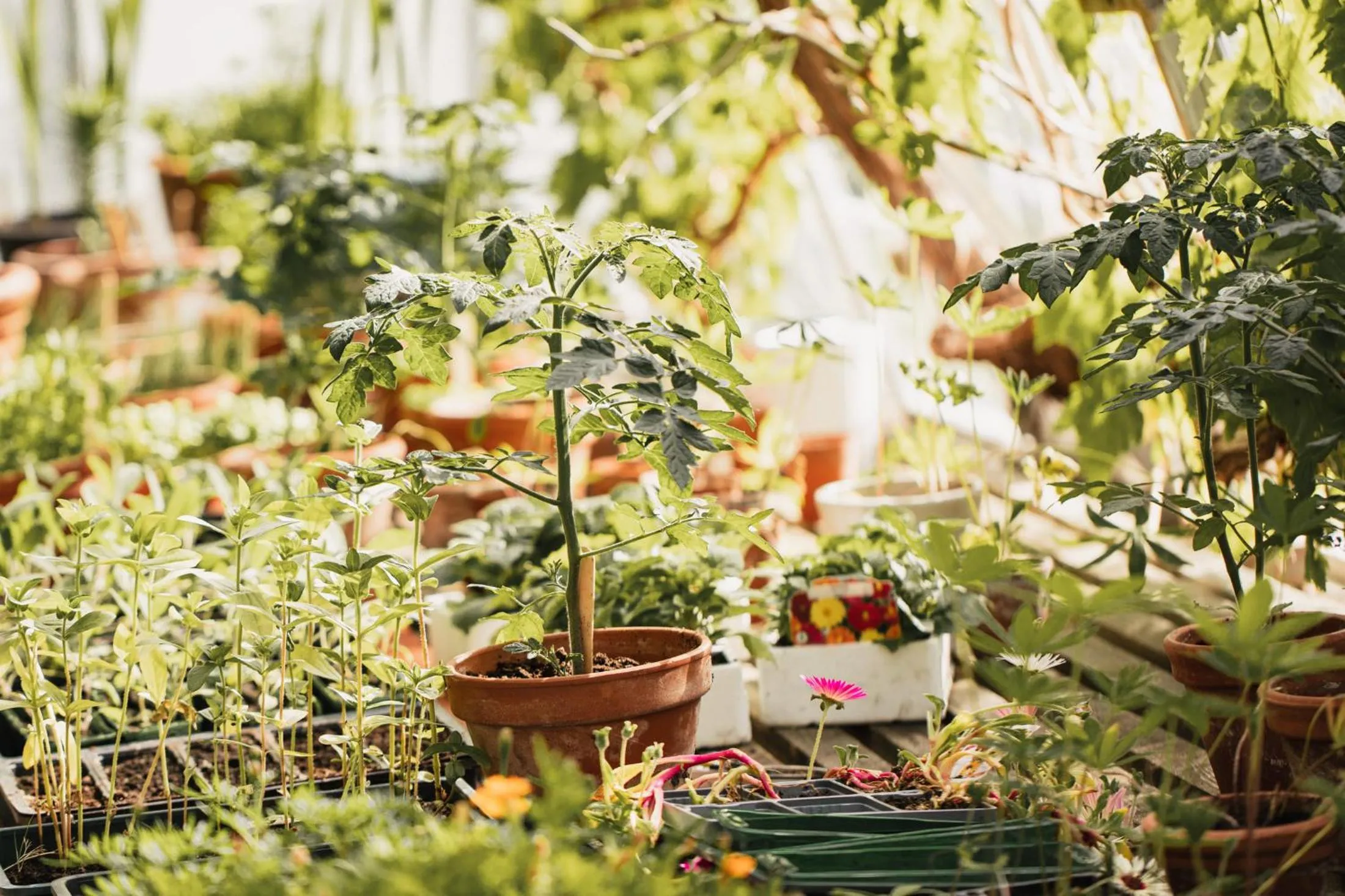 Garden view in George Hotel